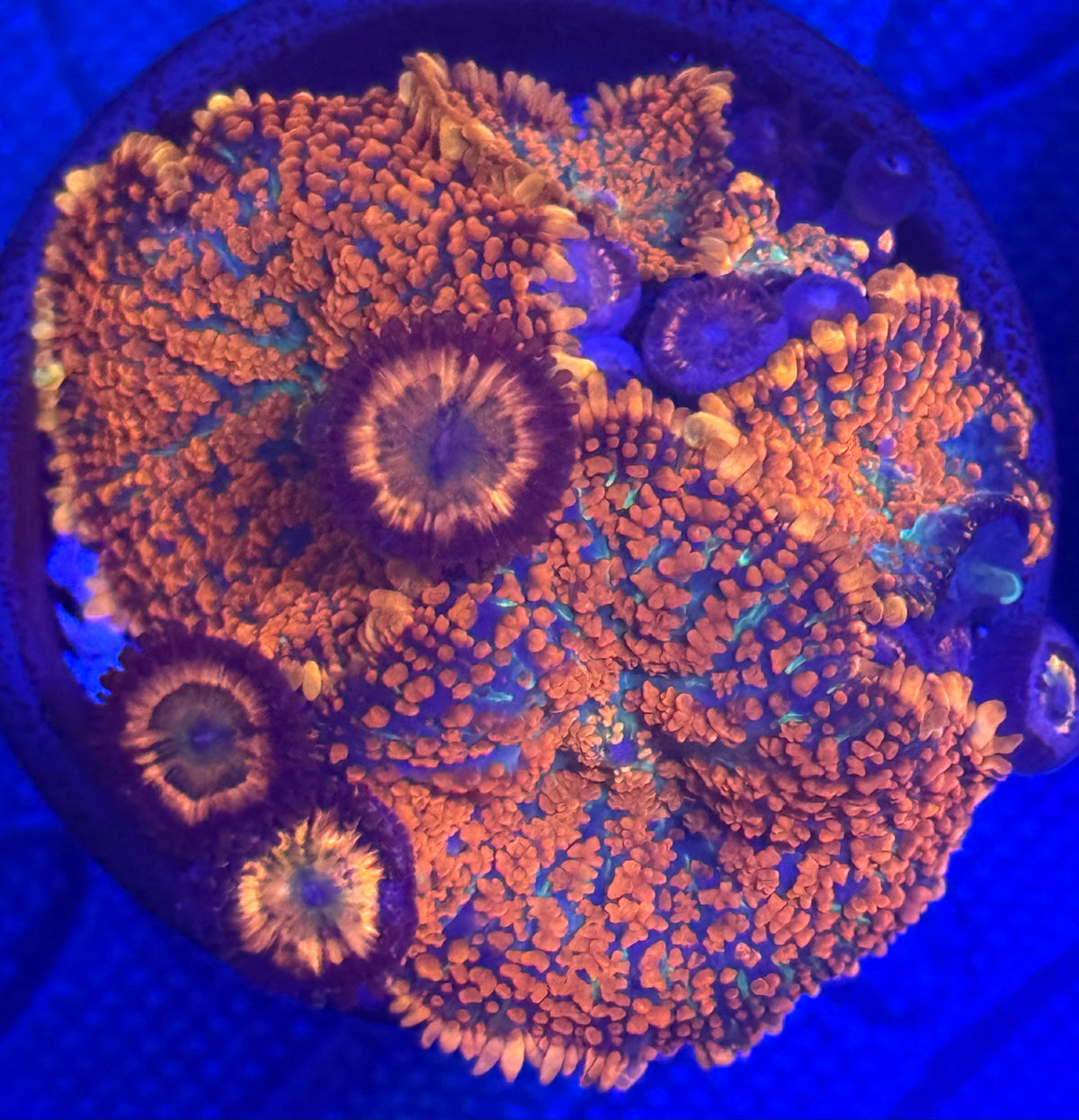Sunny D Zoas and Orange Rhodactis Mushrooms Combo-Auction