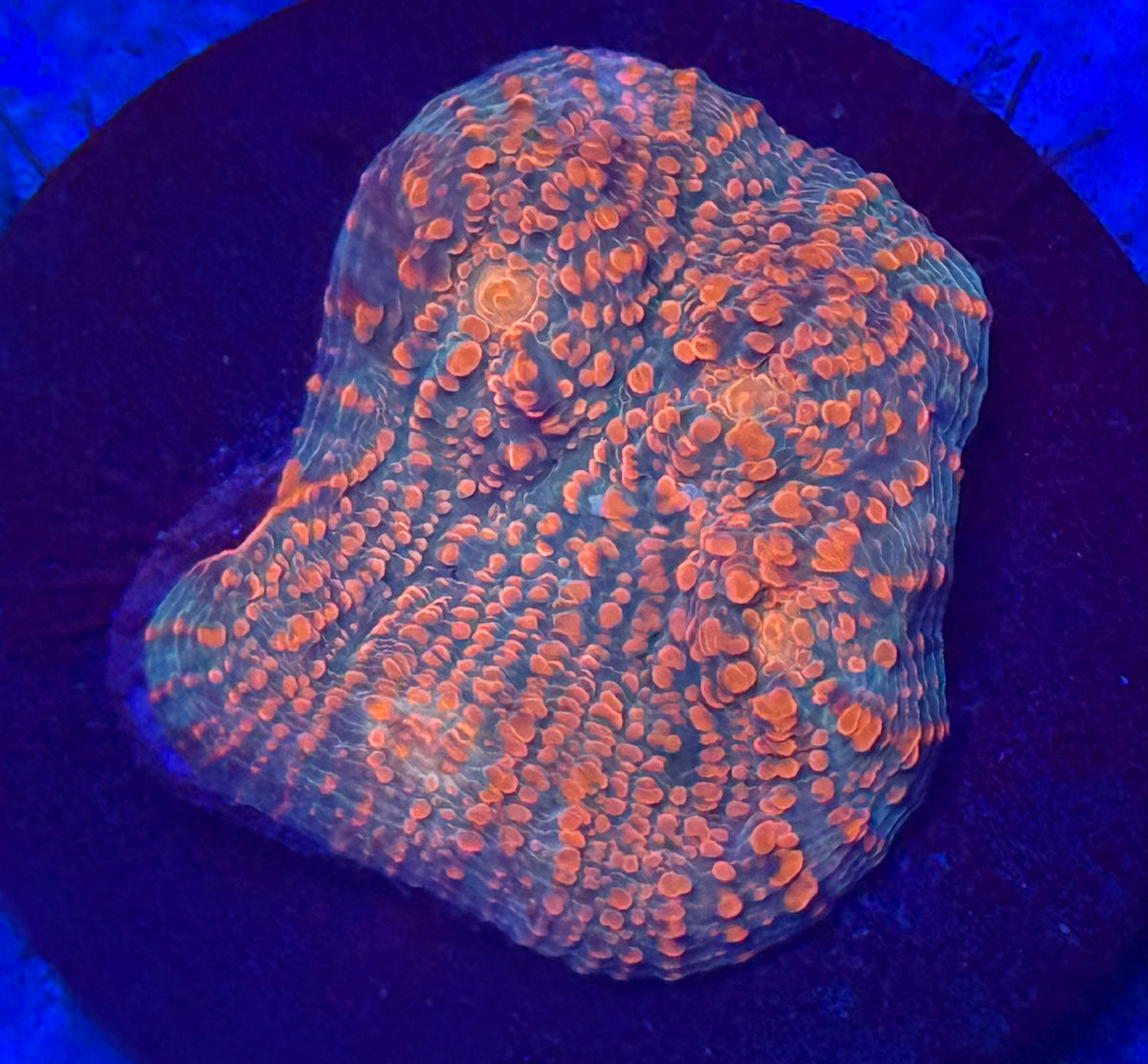 Tangerine Convict Chalice-Auction