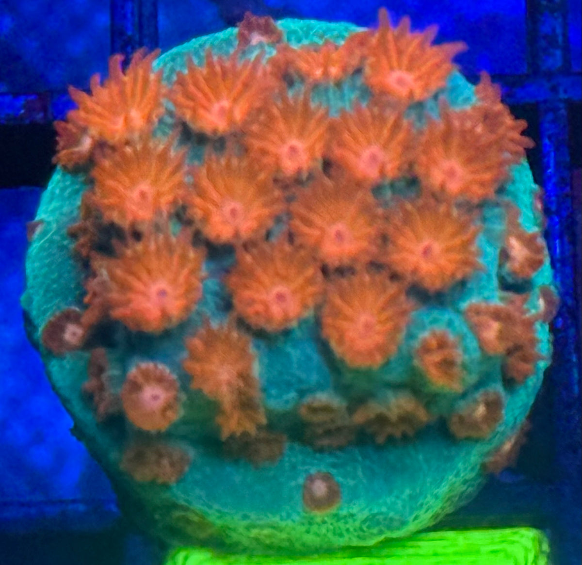 Molten Meteor Cyphasterea-Auction