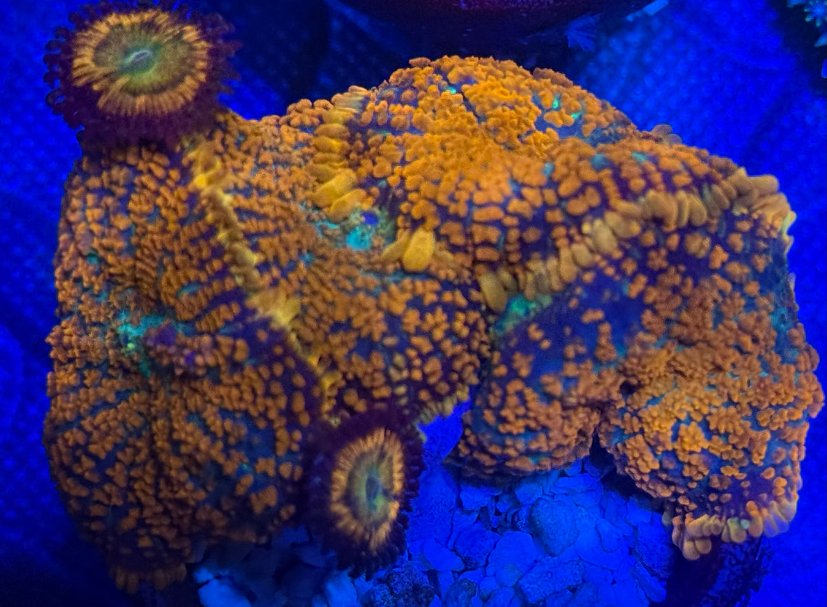 Orange Rhodactis Mushroom and Sunny D Zoa combo-Auction