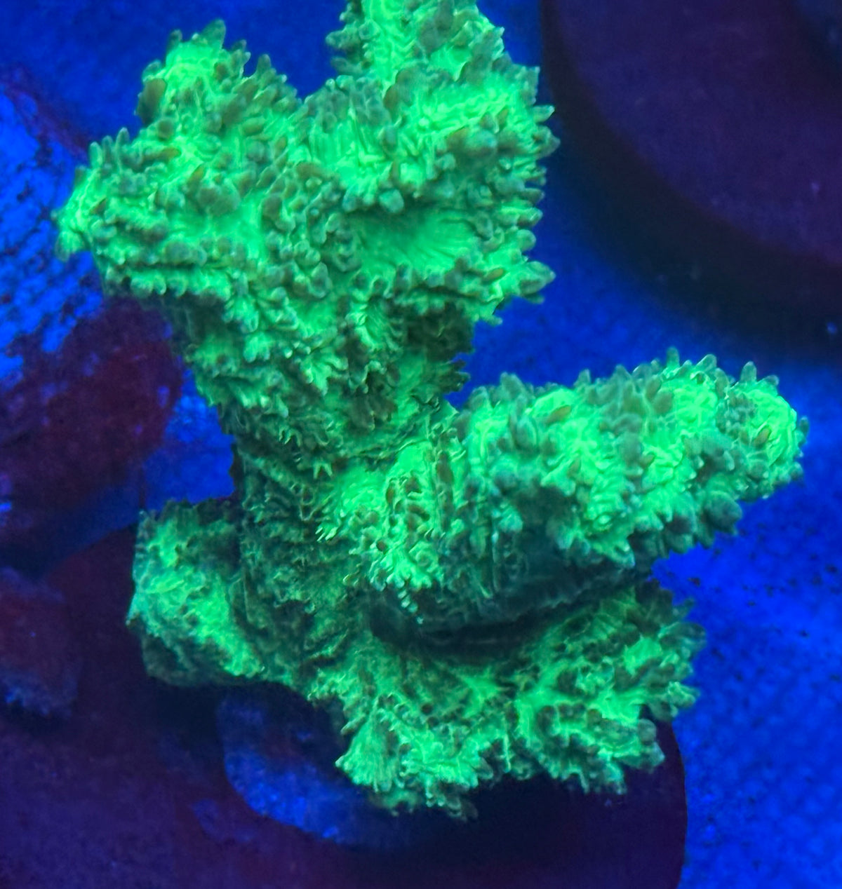 Fuzzy Branching Hydnophora-Auction