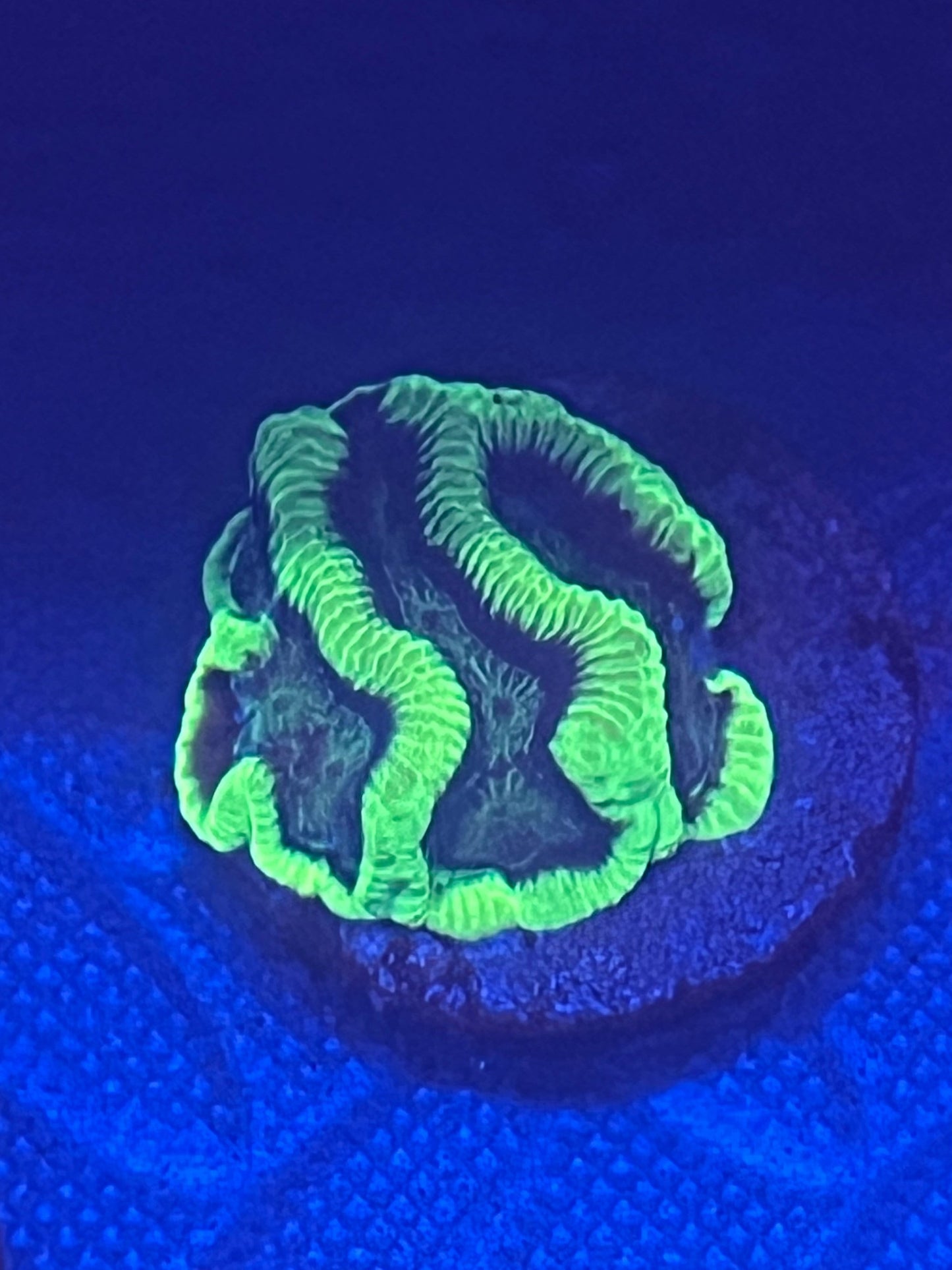 Neon Trench Platygyra