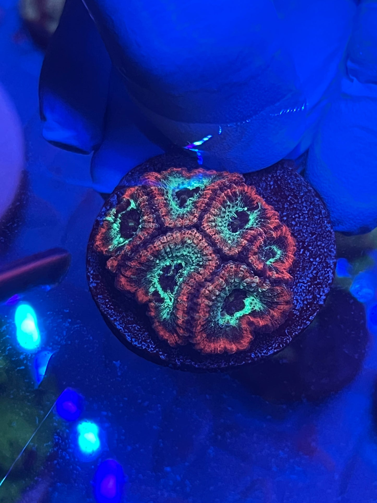 Red and teal streak Favia