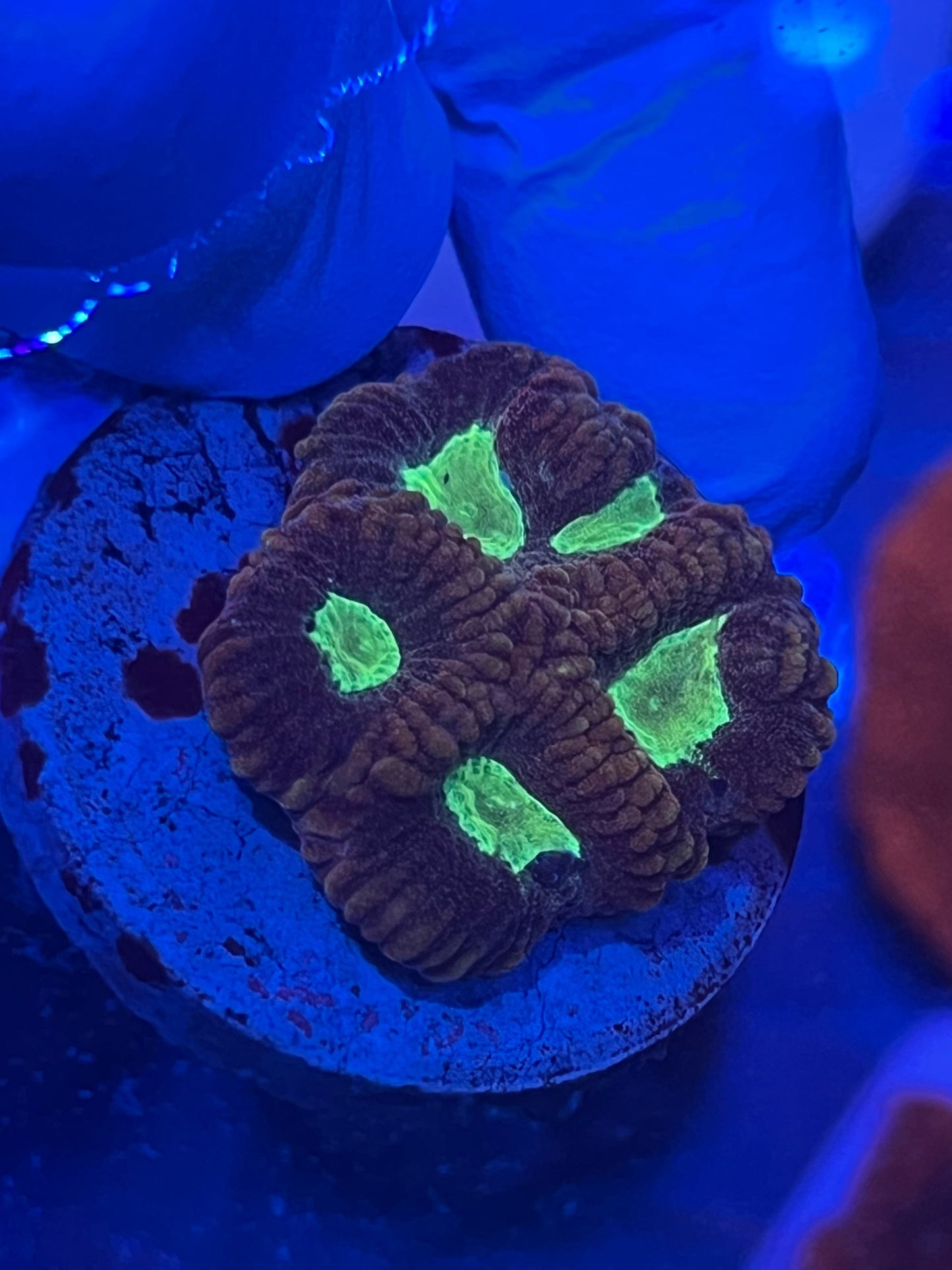 Mustard and green Favia