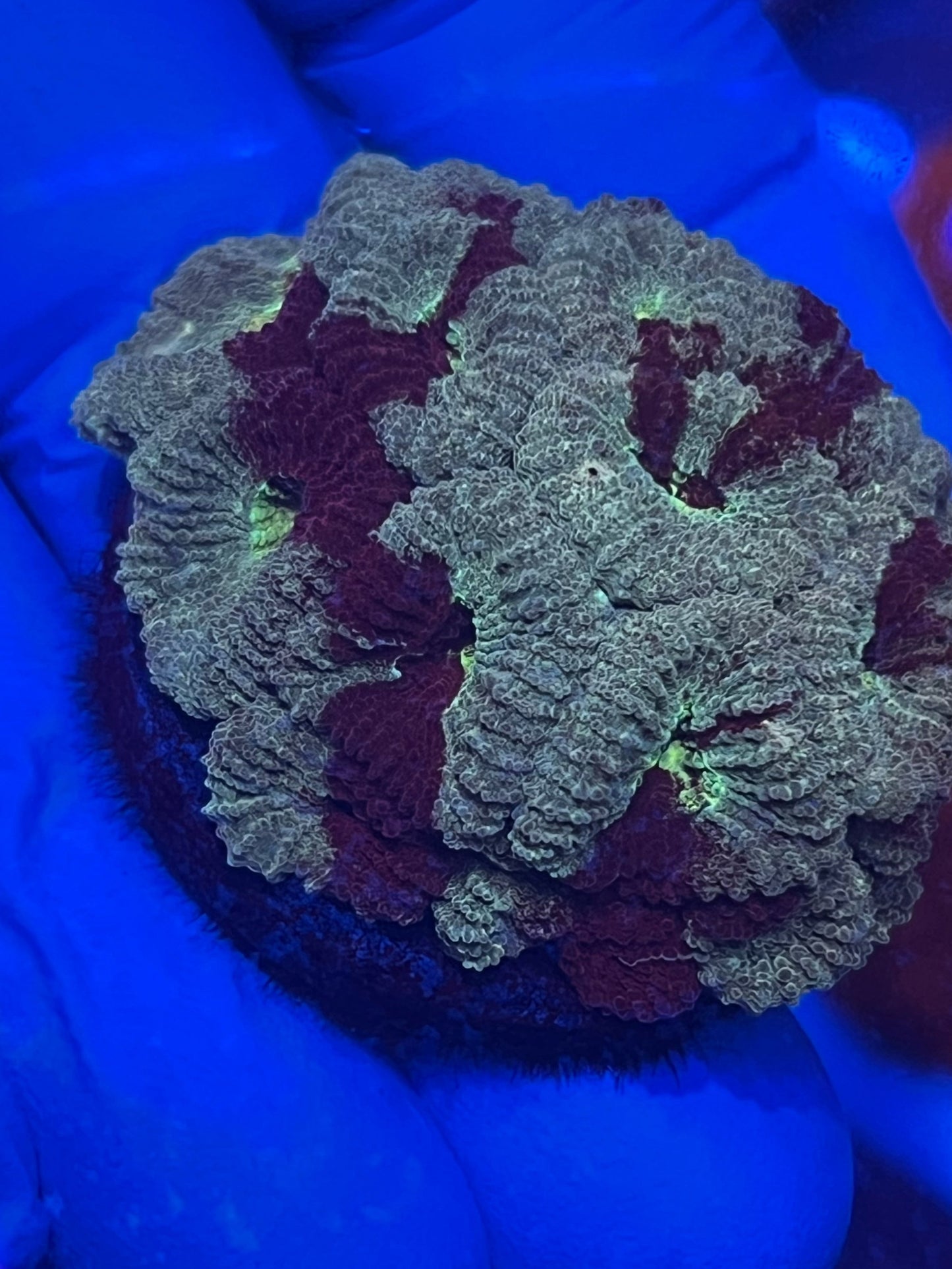 Splatter glitter Favia