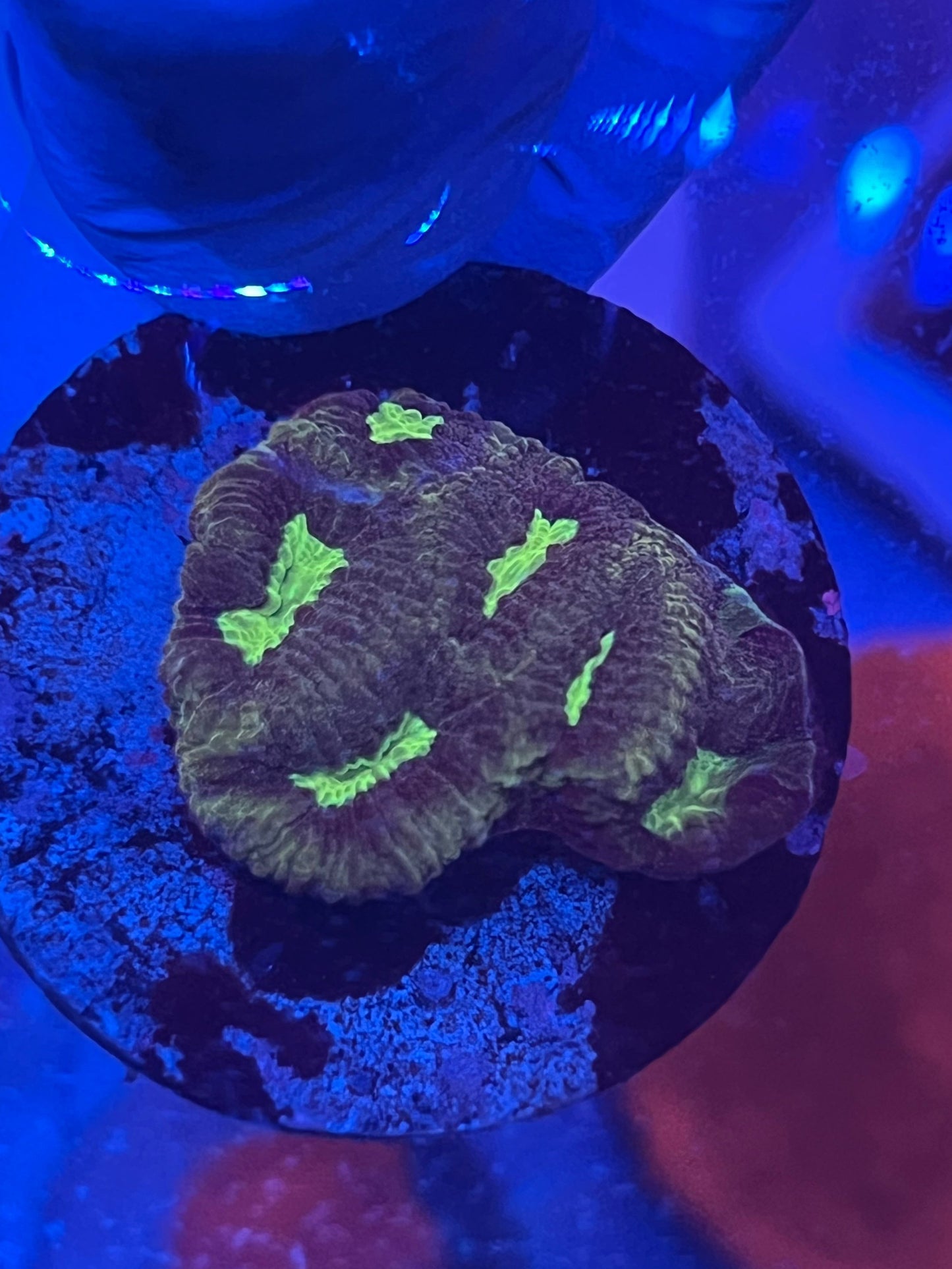 Maroon and green speckled Favia