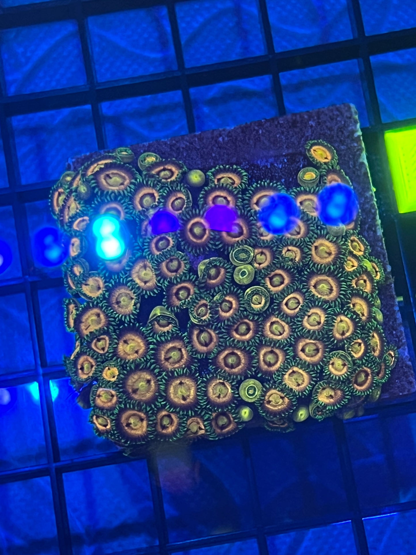Lazer Lemon Zoa