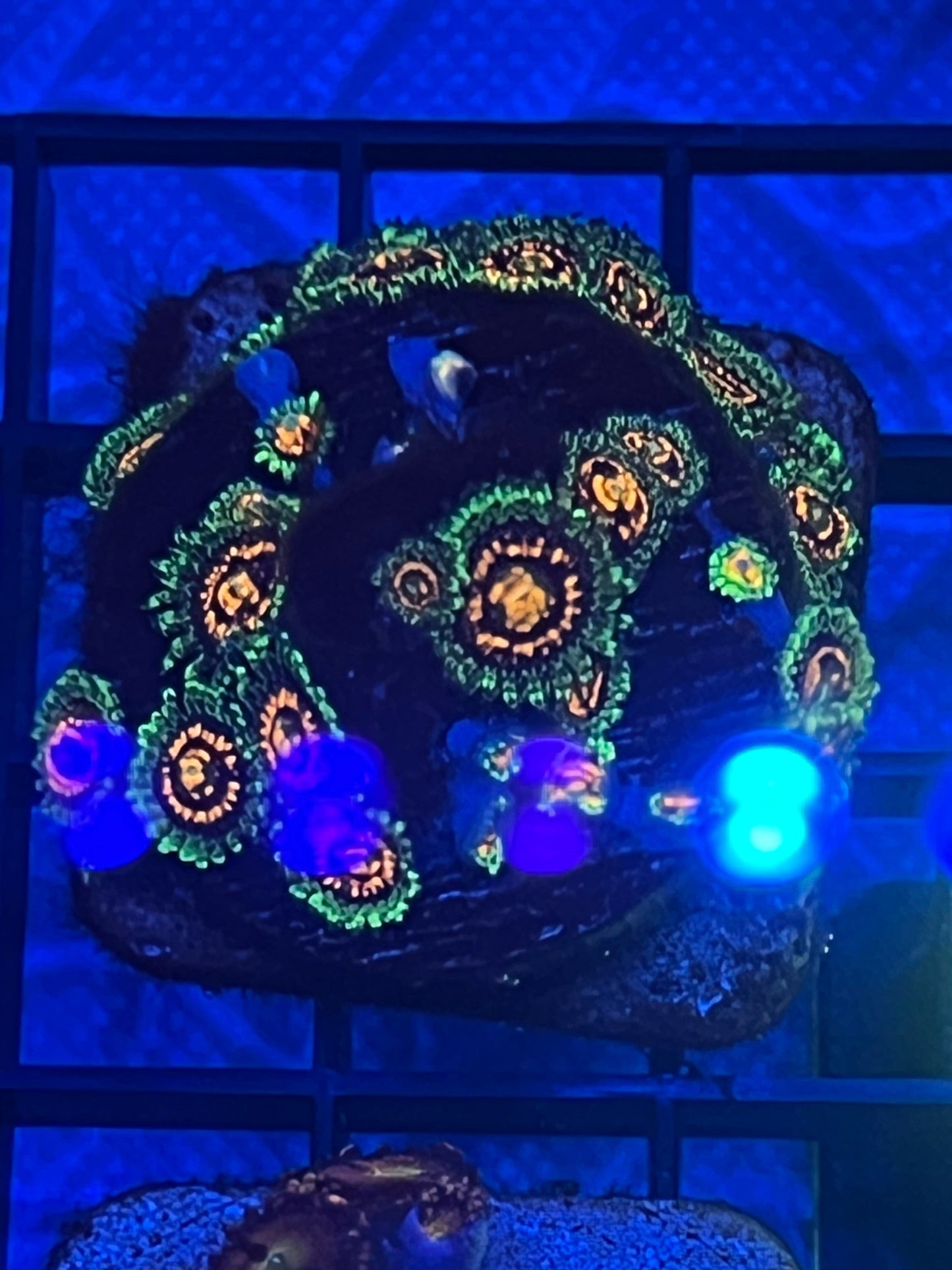 Rainbow Incinerator Zoas