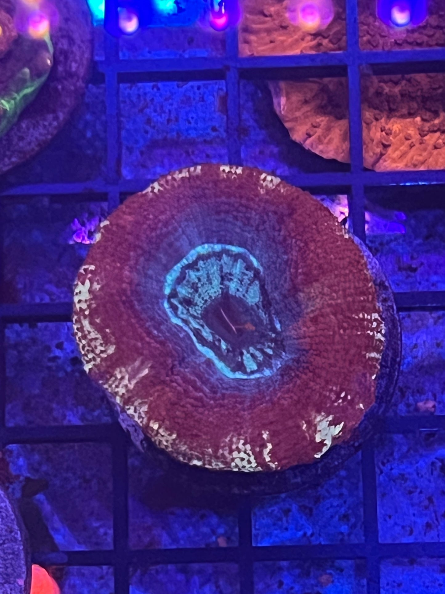 Teal and Pink Bowerbanki