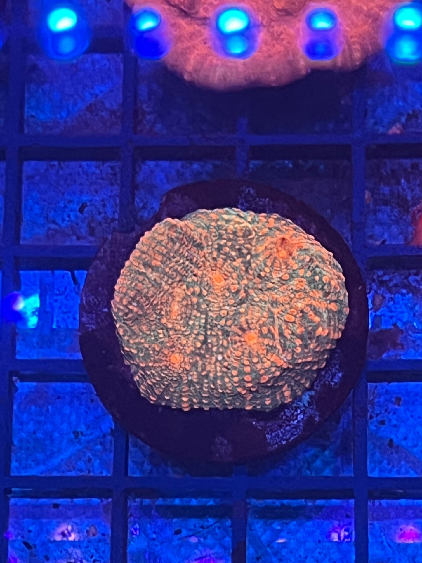 Orange convict Chalice