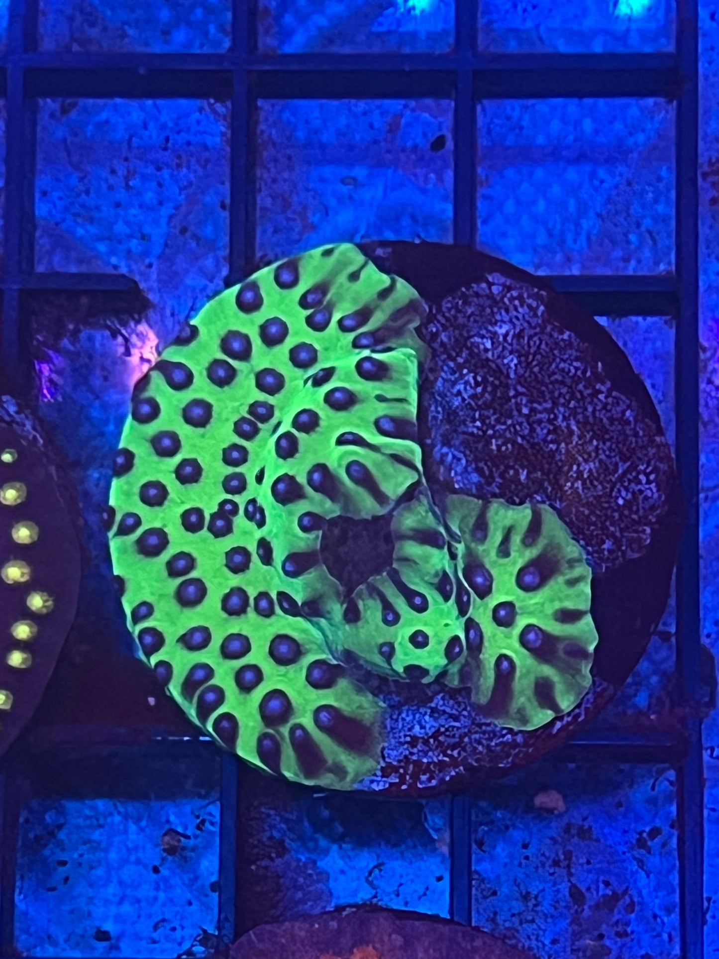 Green Master Cyphastrea