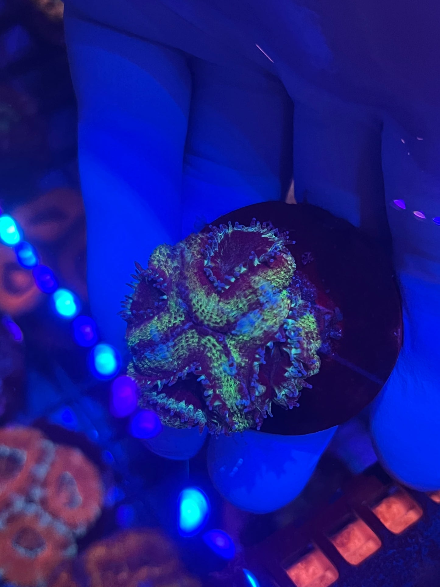 Purple and Green Acan
