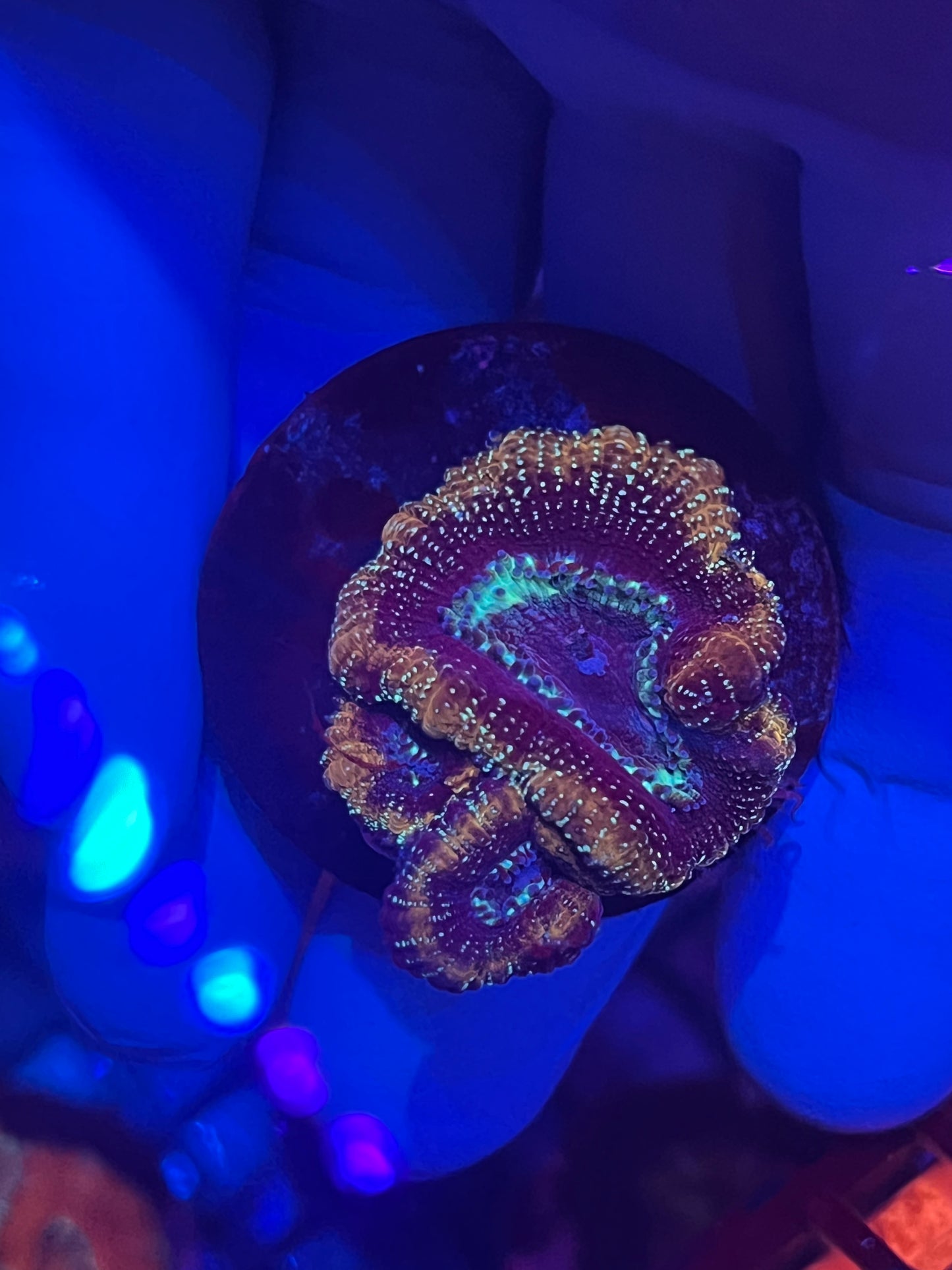 Mustard and Teal speckled Acan