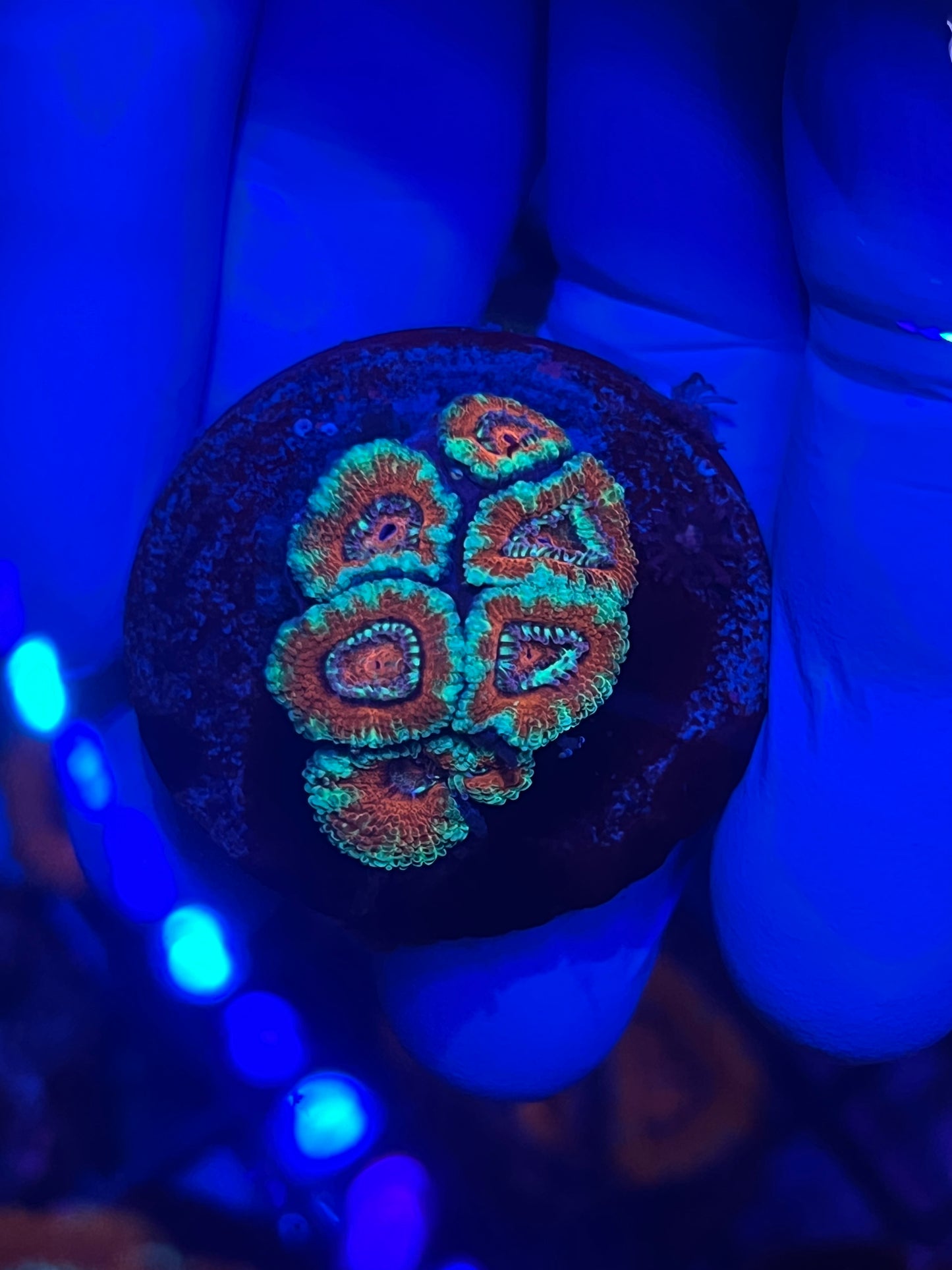 Orange and Turquoise Acan