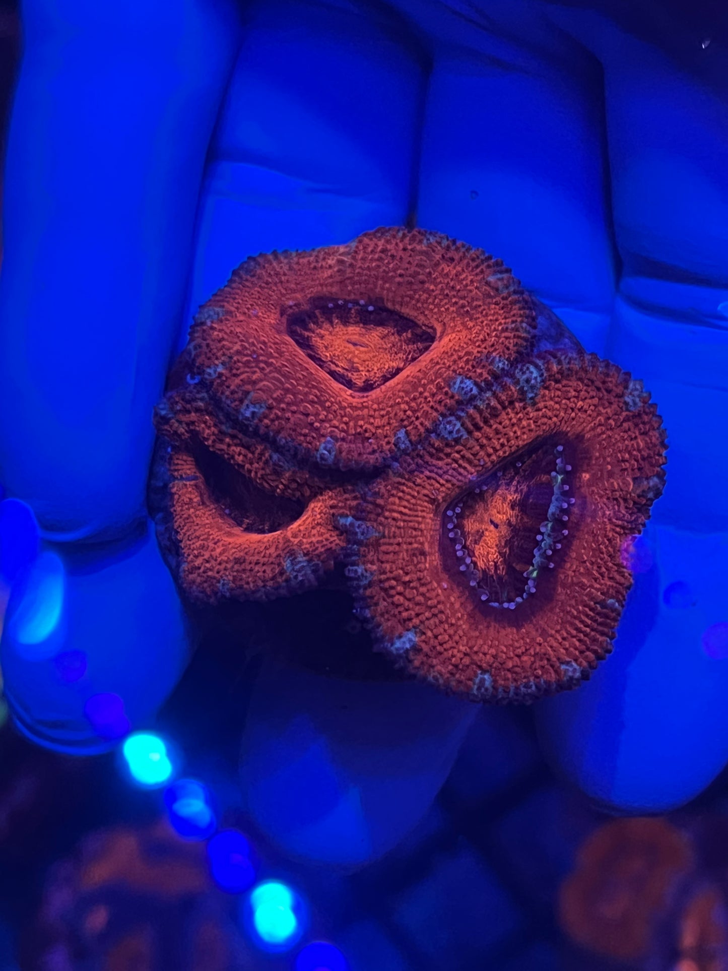 Orange Acan