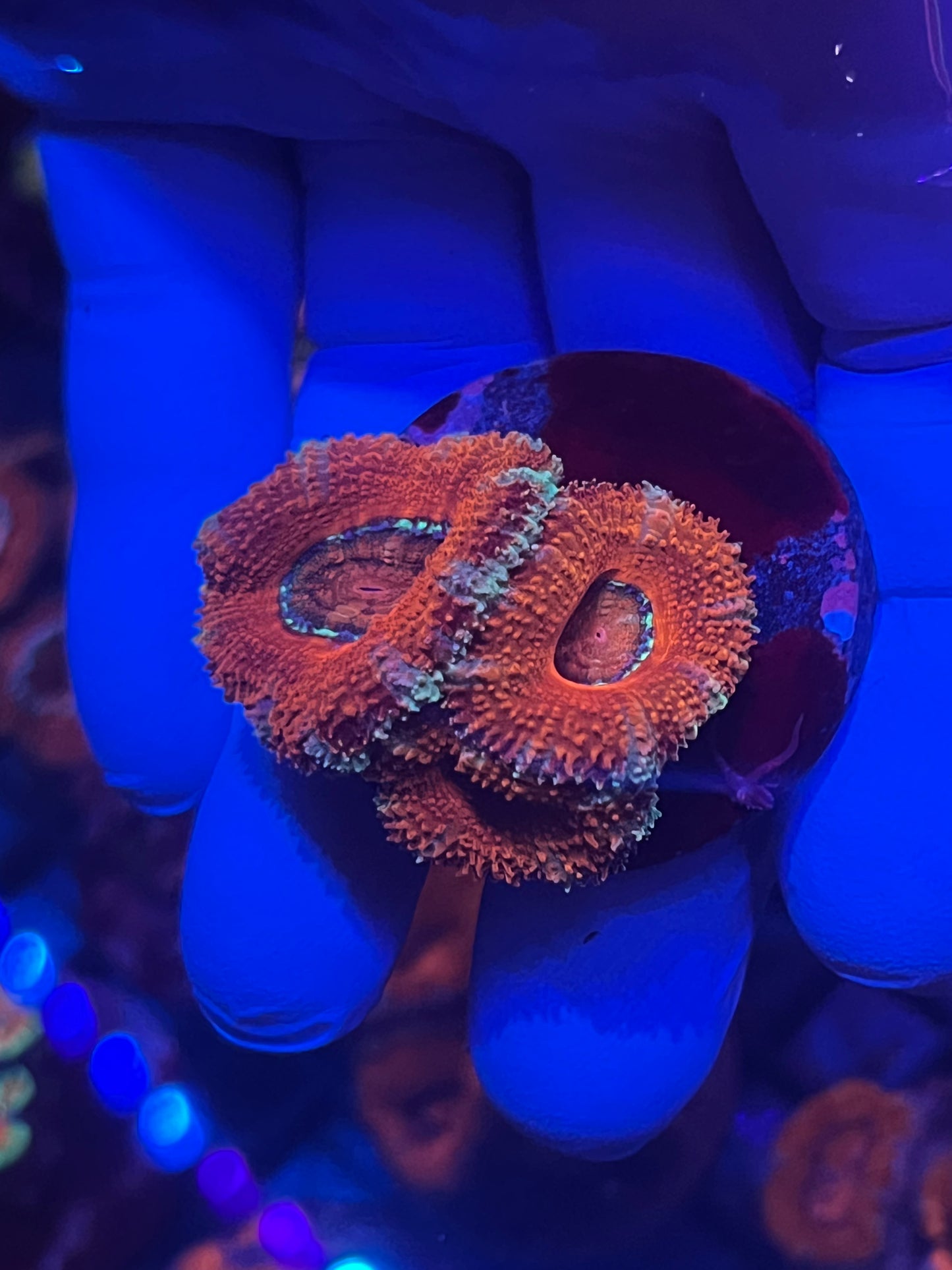 Red Acan