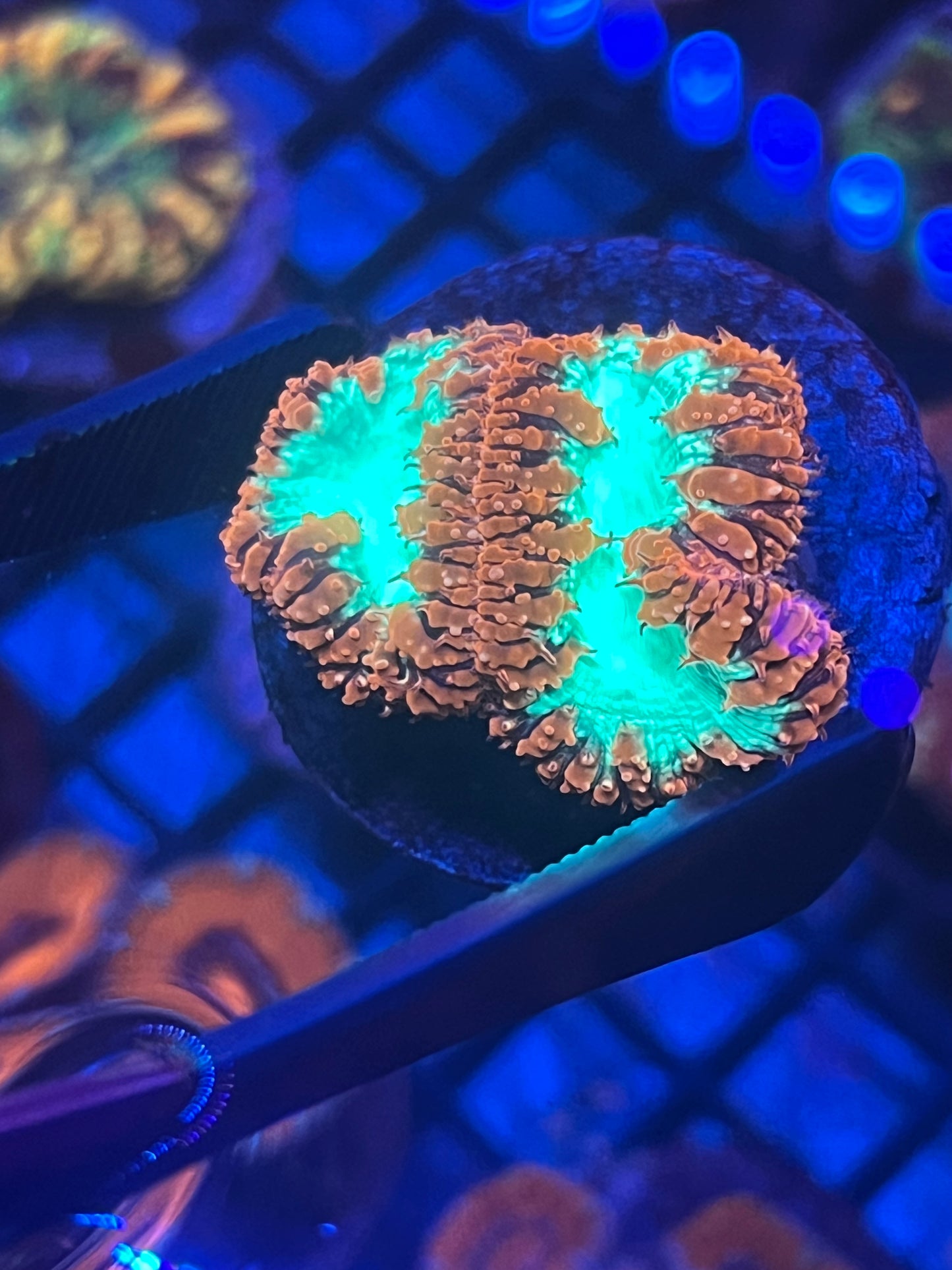 Red Blastmussa Wellsi