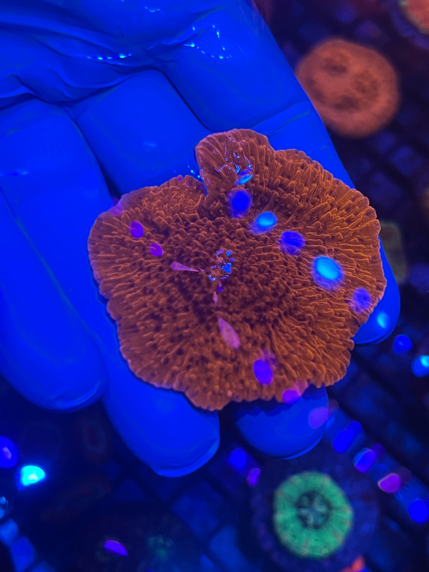 Red plating montipora