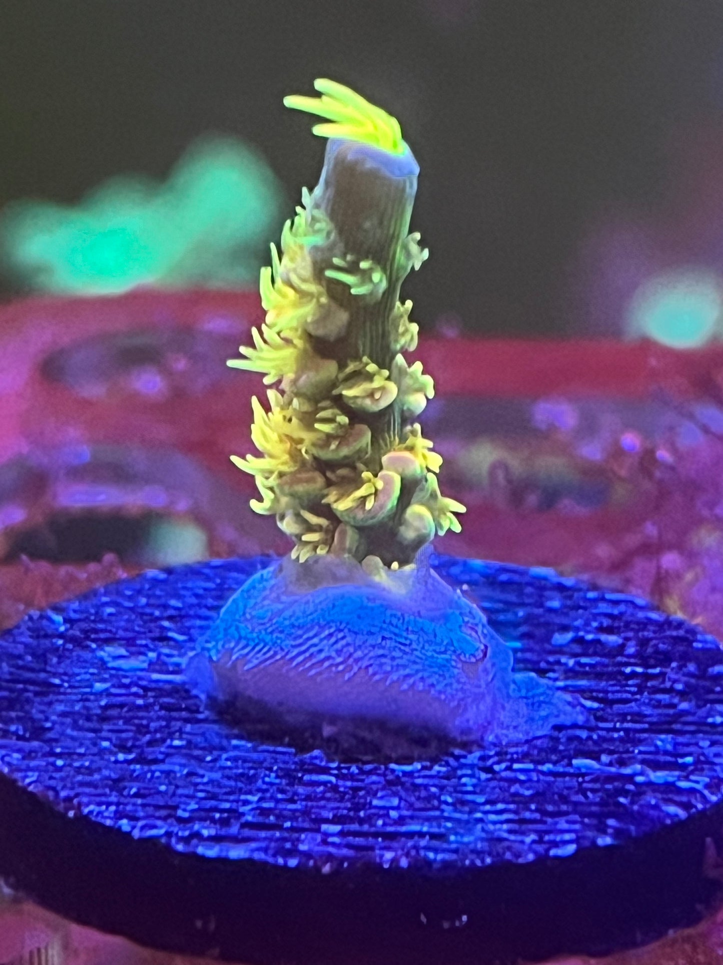 Walt Disney Acropora