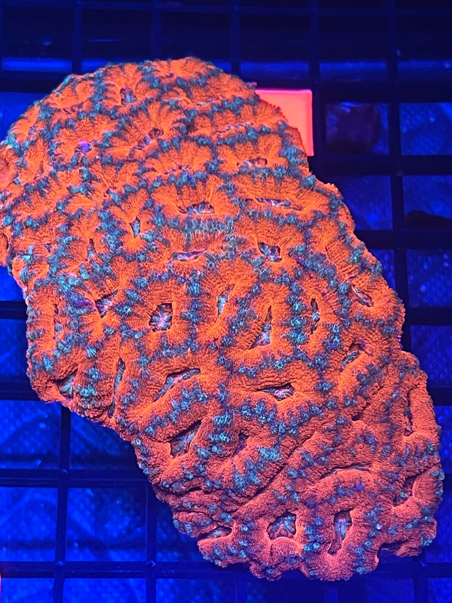 Large Acan colony 5x5