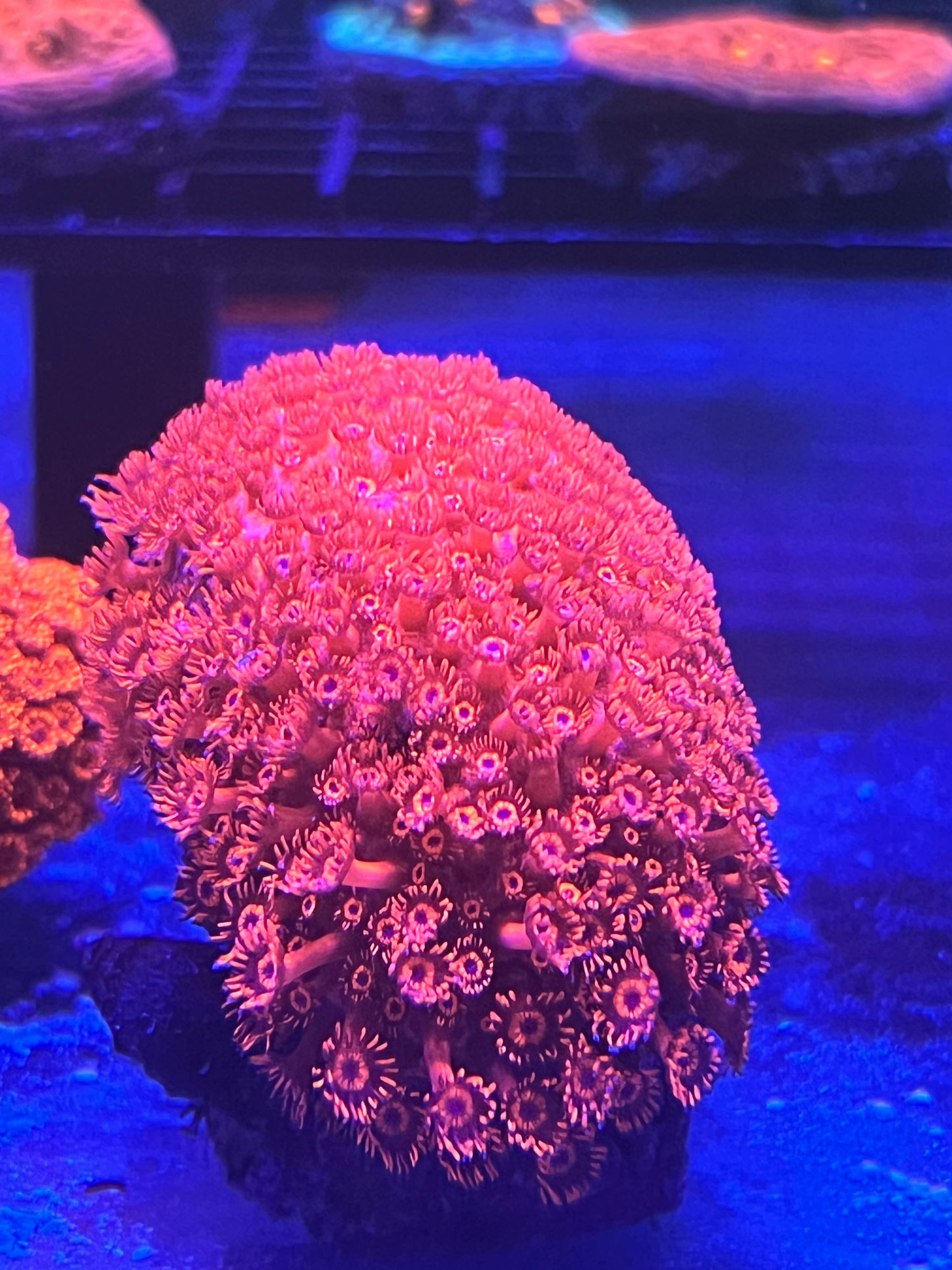Pink Goniopora Colony 3x3