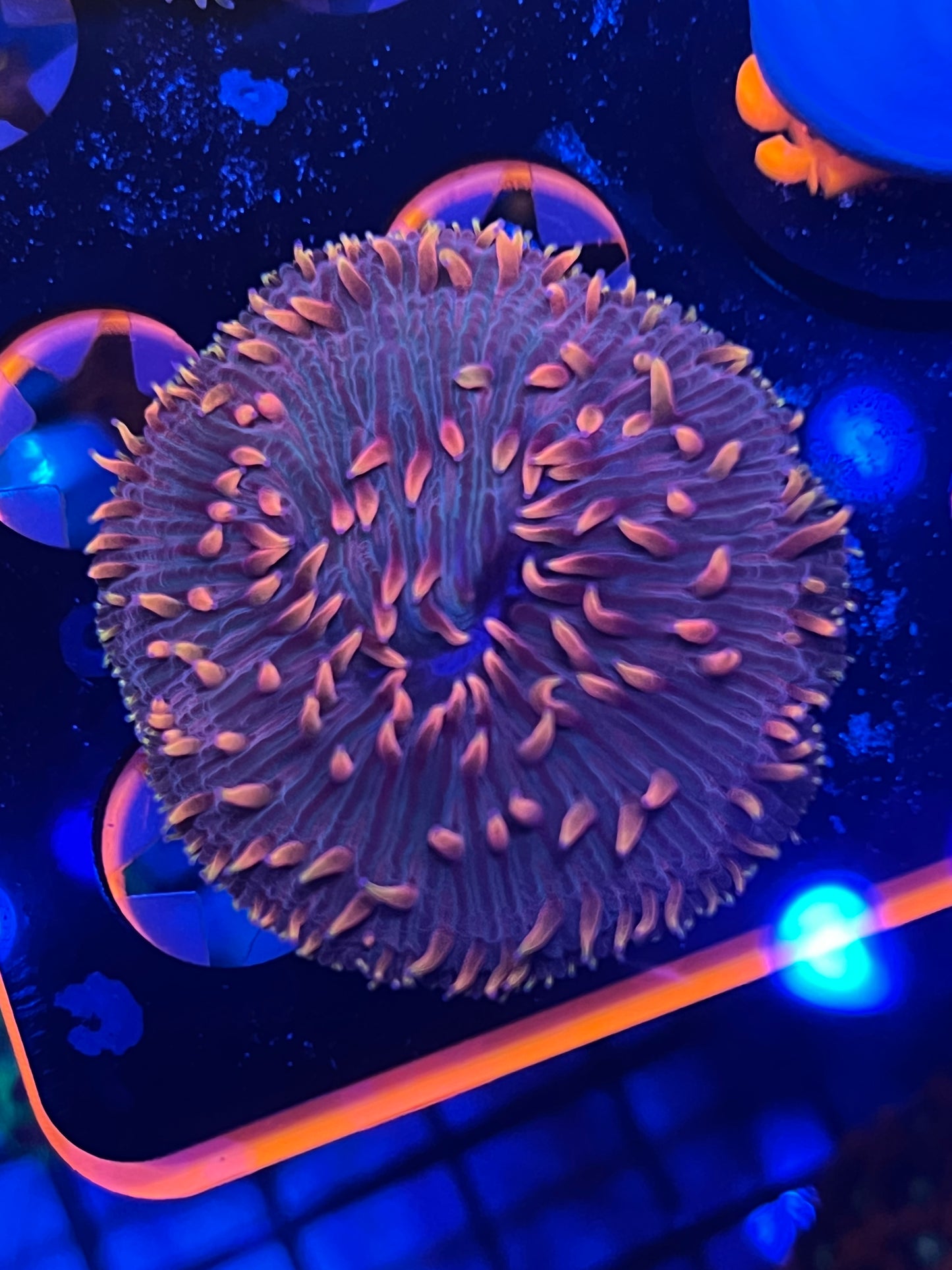Flame Tip plate coral