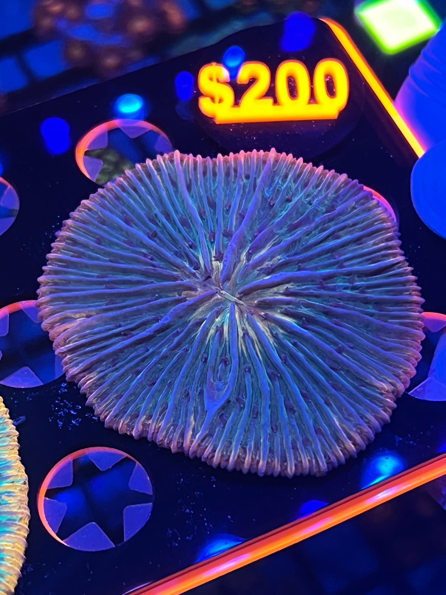 Purple Rimmed Rainbow Fungia