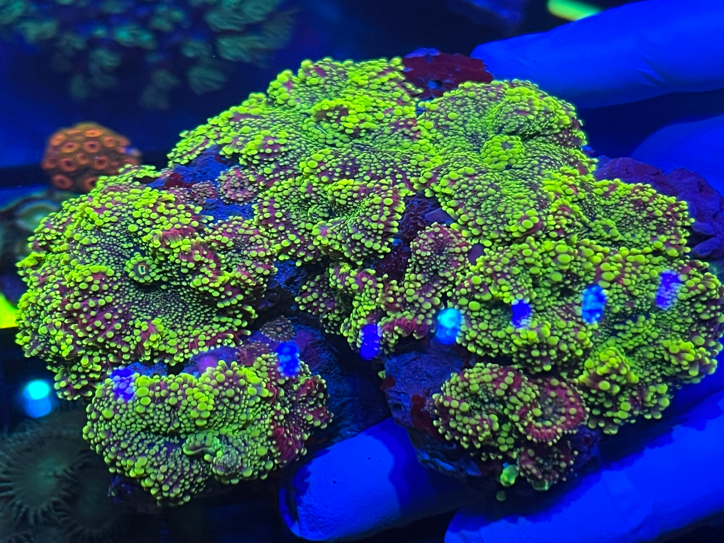 Purple and Green Yuma Mushroom