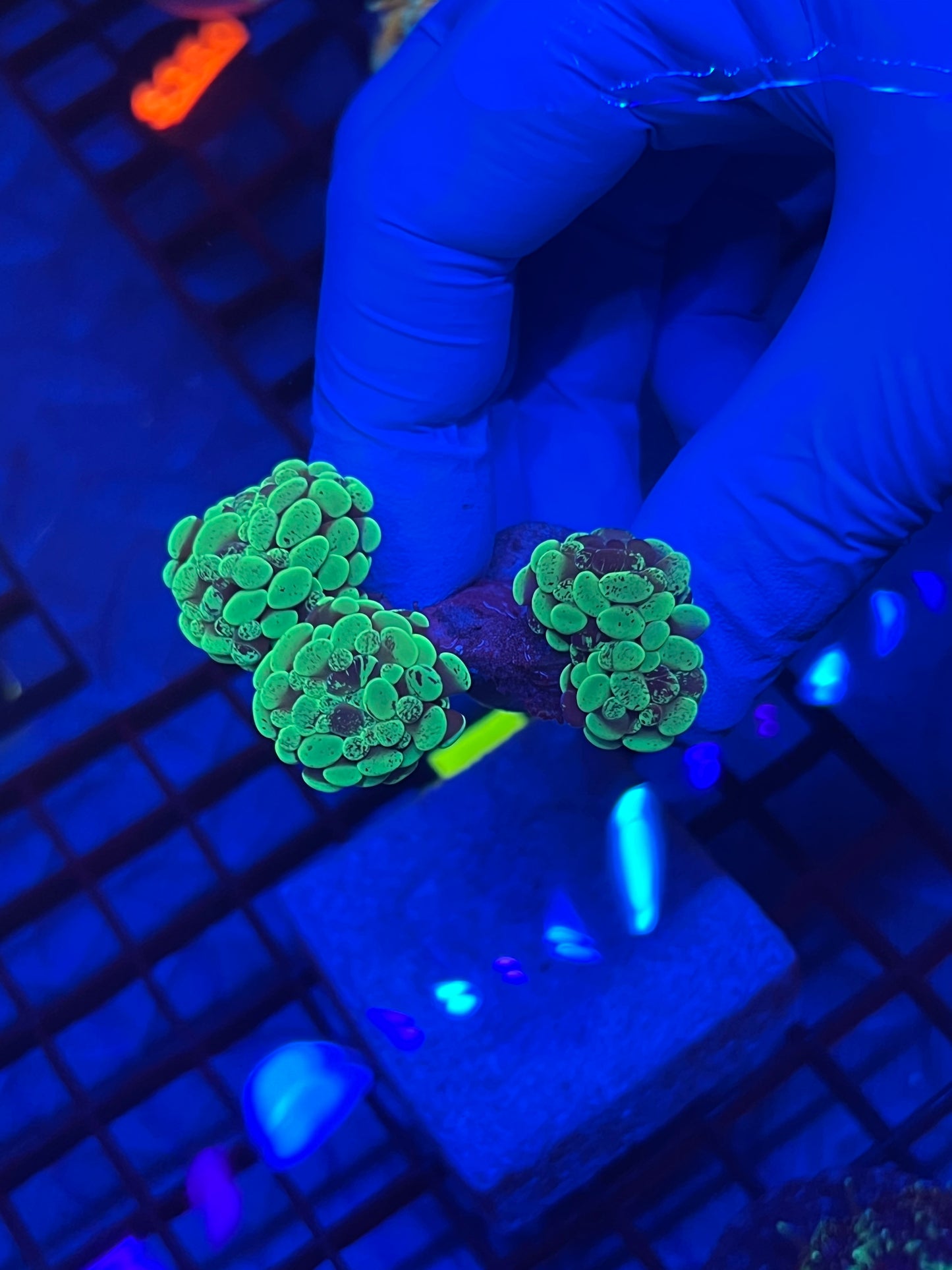 Marbled Splatter Hammer