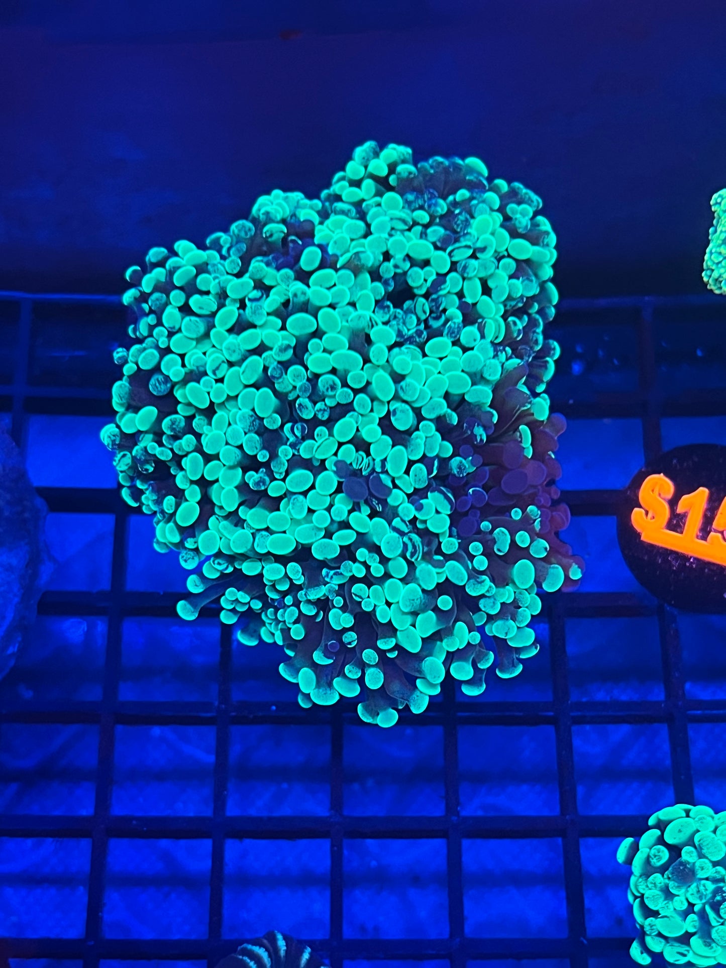 Splatter Hammer 4+ Heads