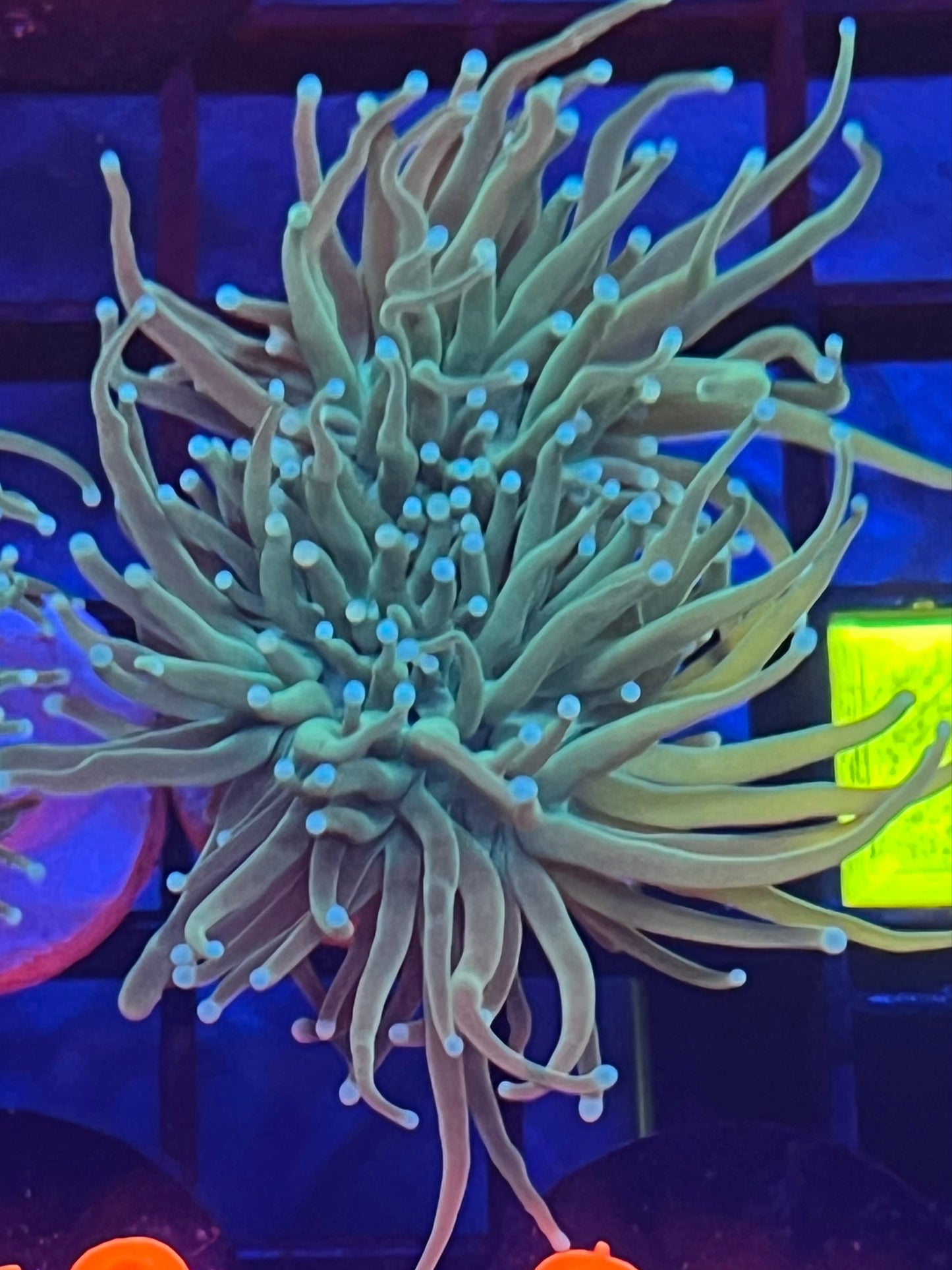 Green Torch Coral