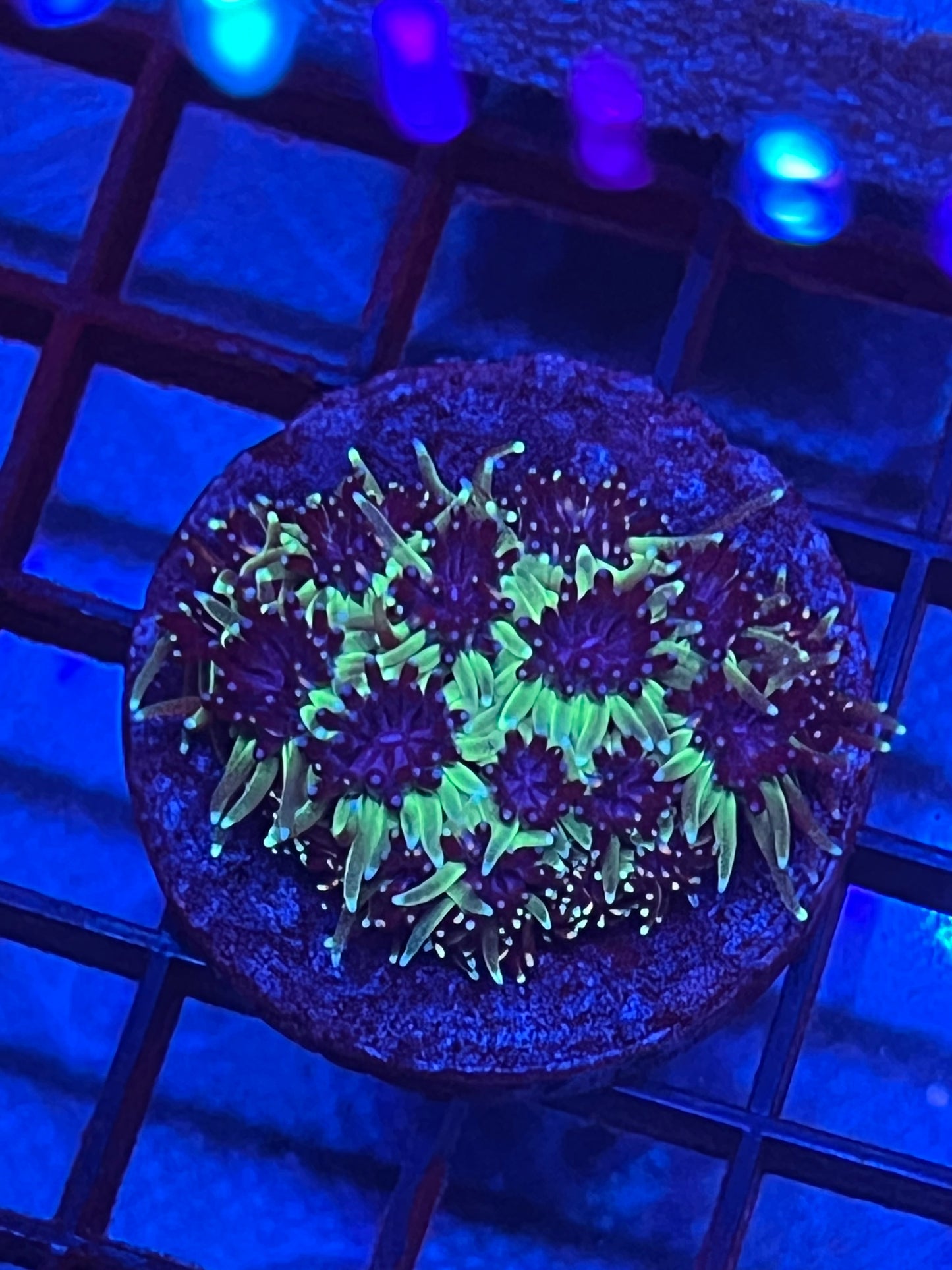 Sonic the Hedge Hog Galaxia