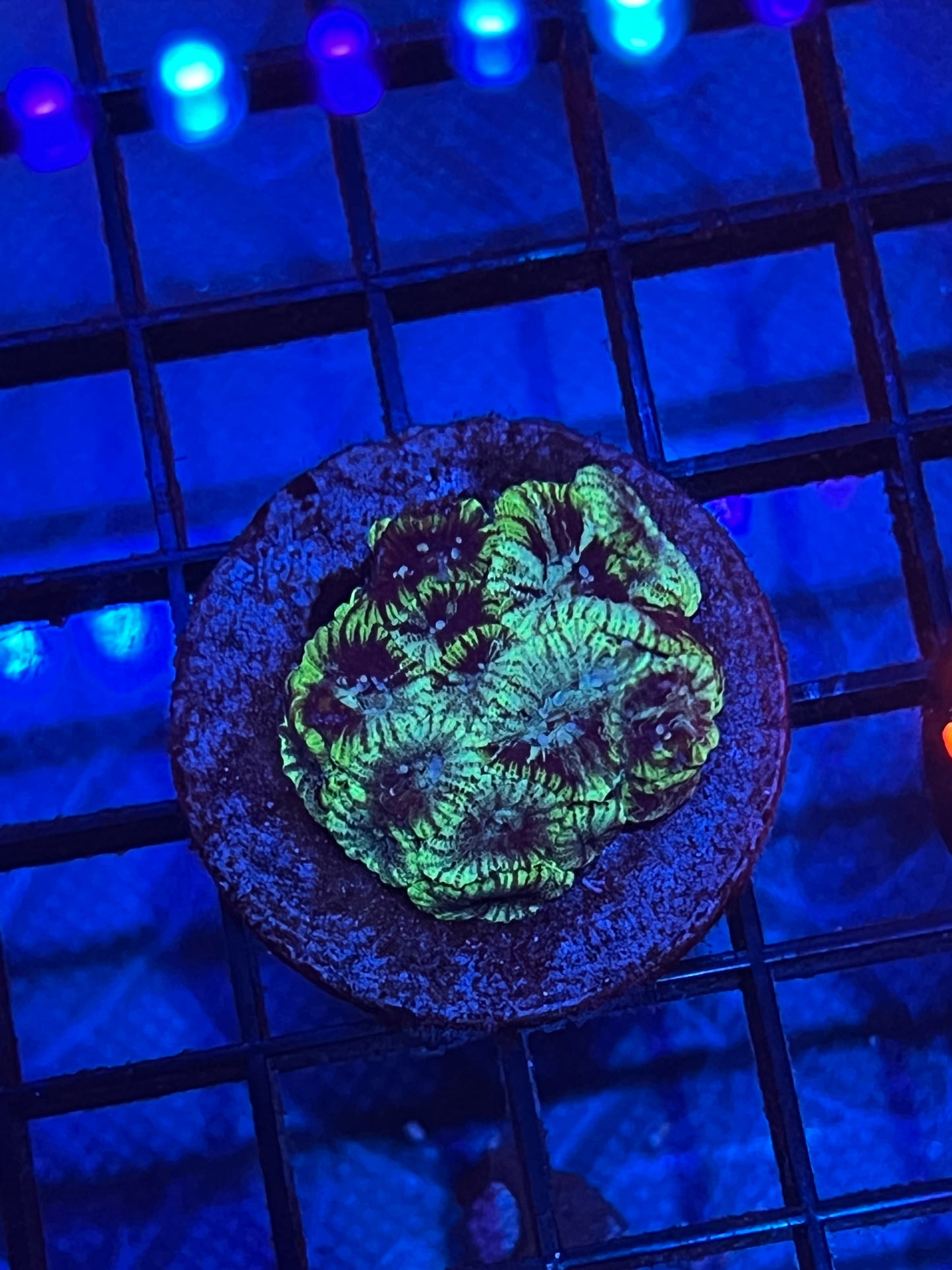 Green Slice Favia