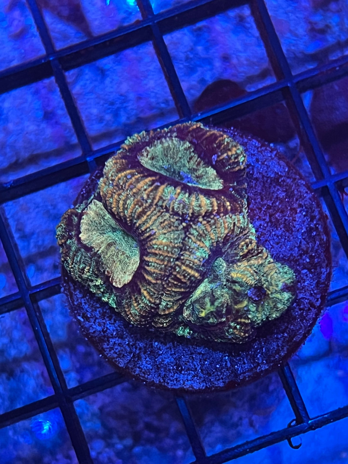 Yellow and Green Favia