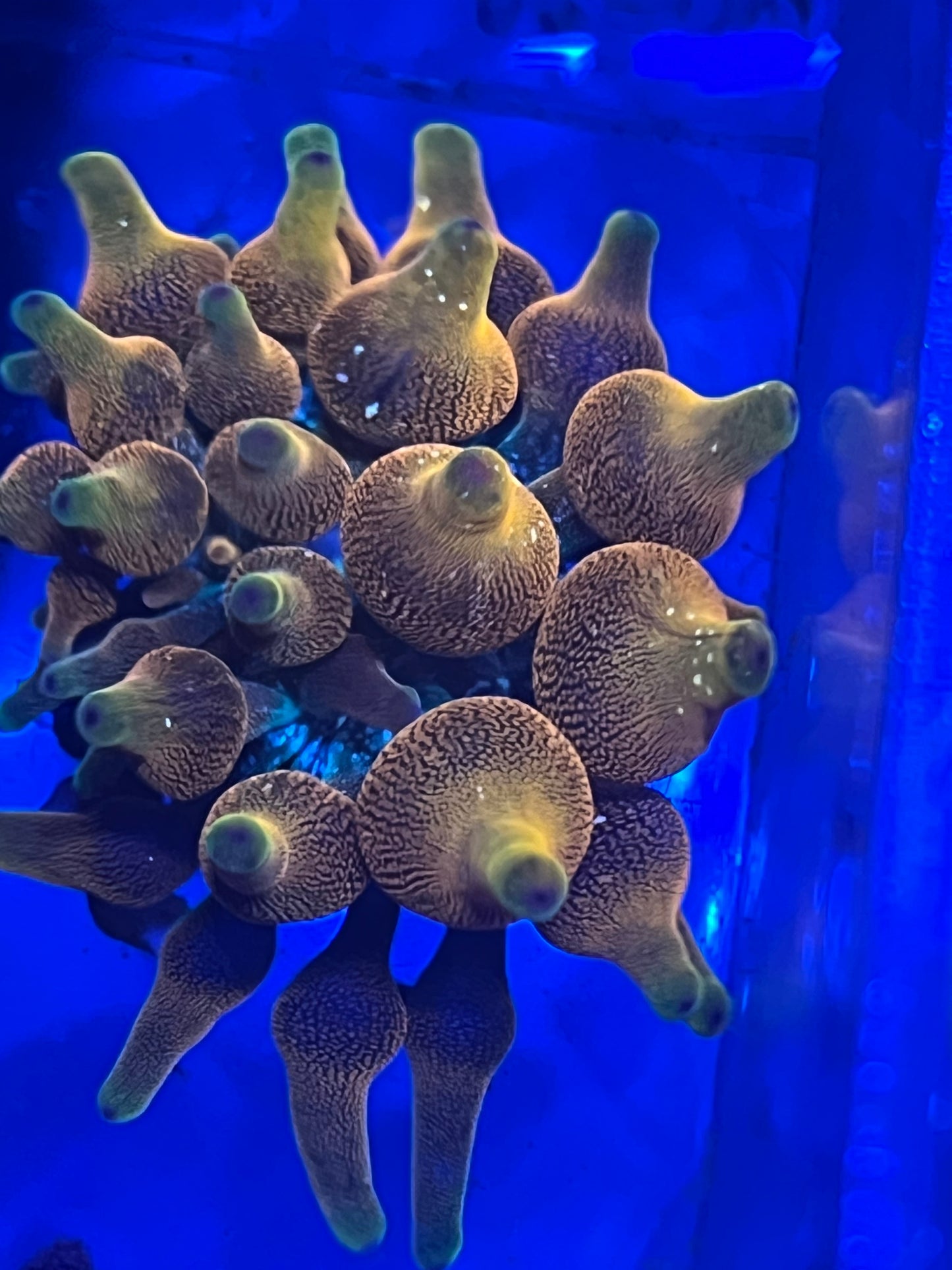 Arizona Sunset Anemone