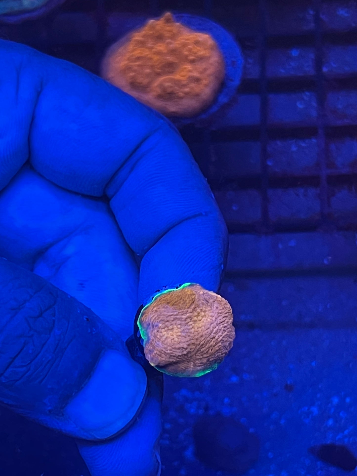 Acan Enchinata