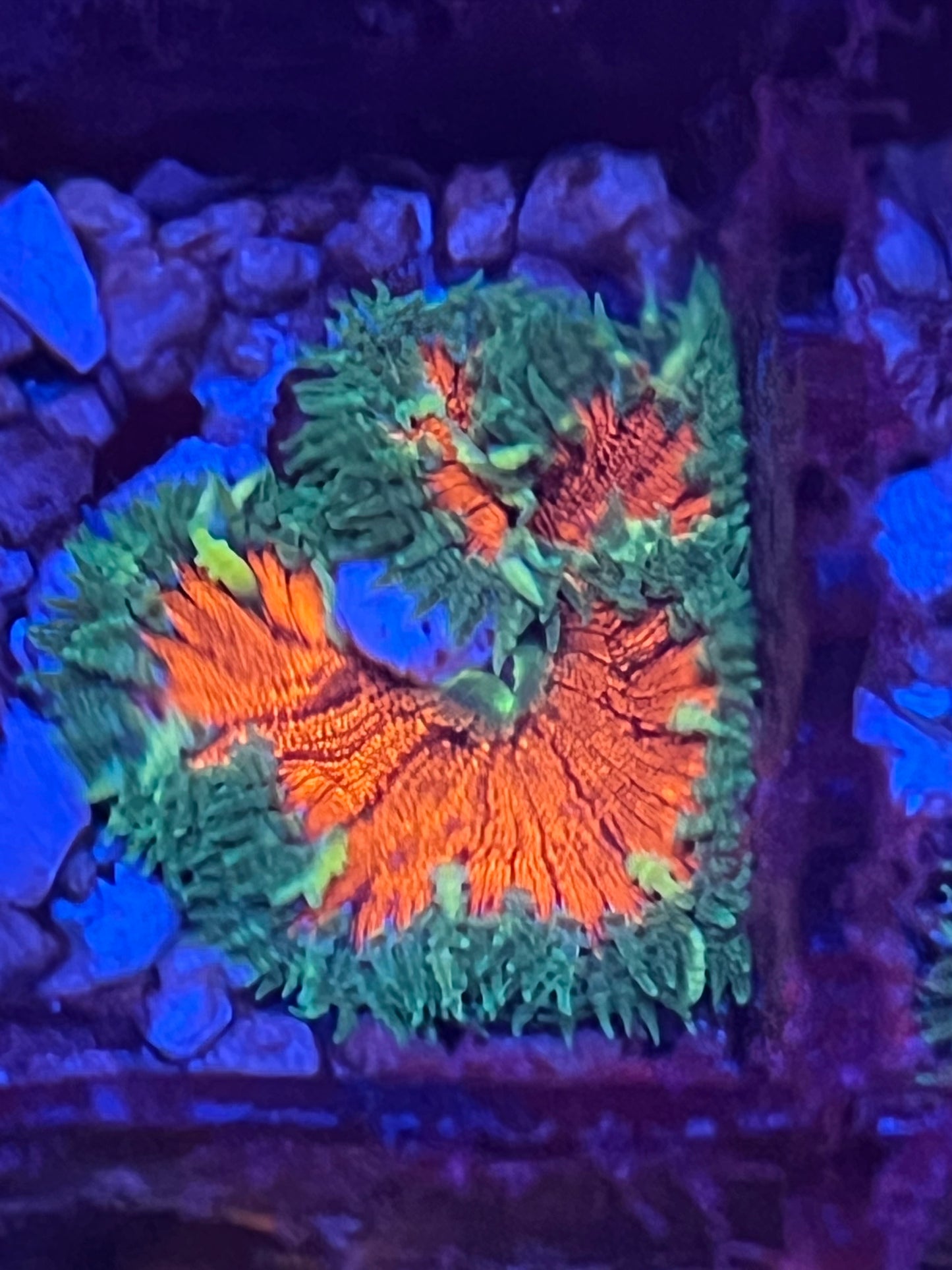 Rock Flower Anemone
