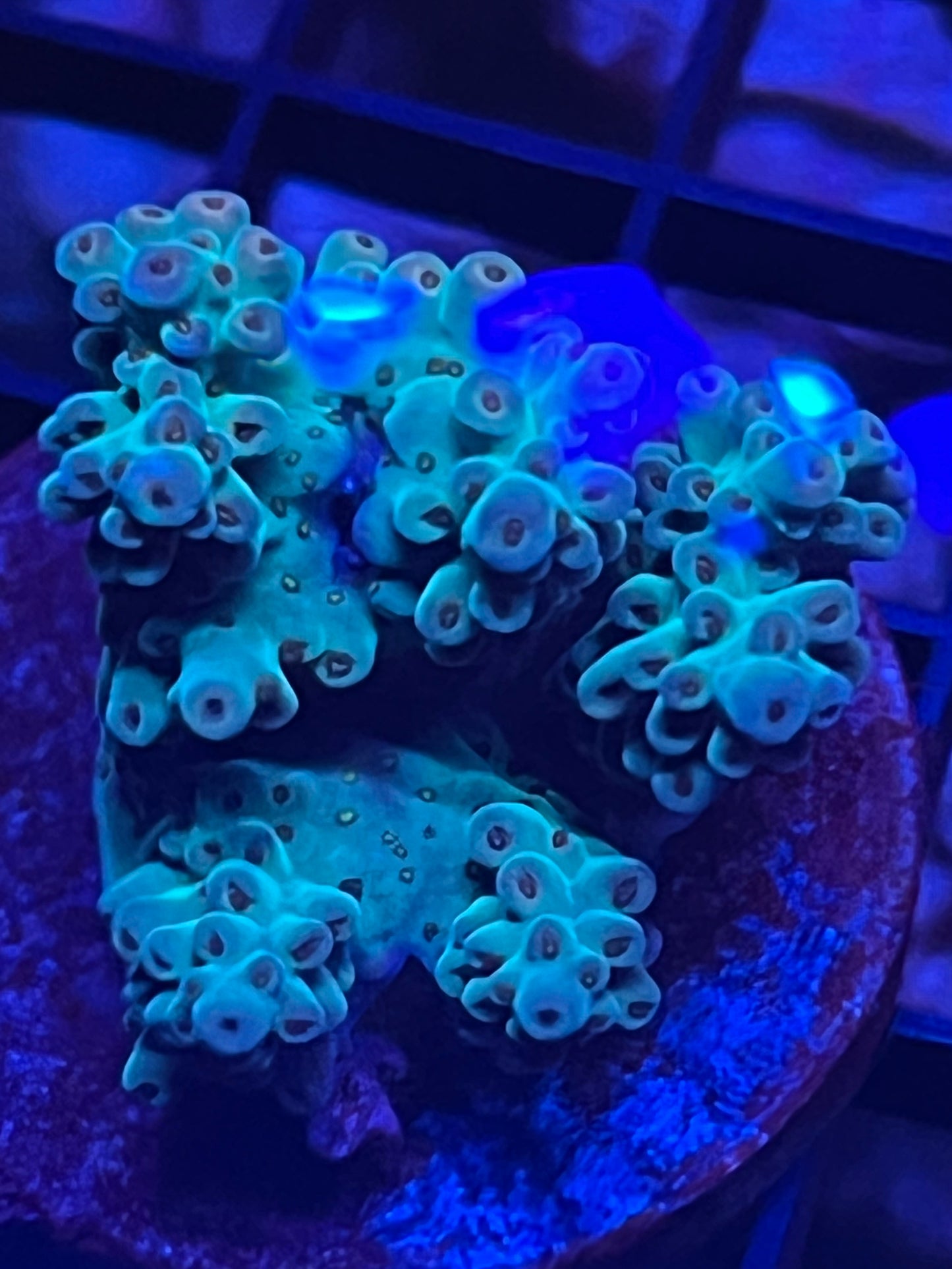 Acropora Microcolony