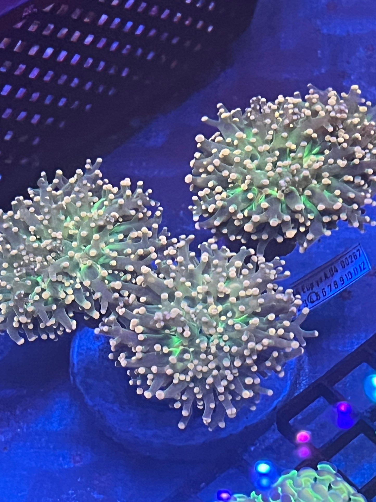 Cotton Candy Frog Spawn