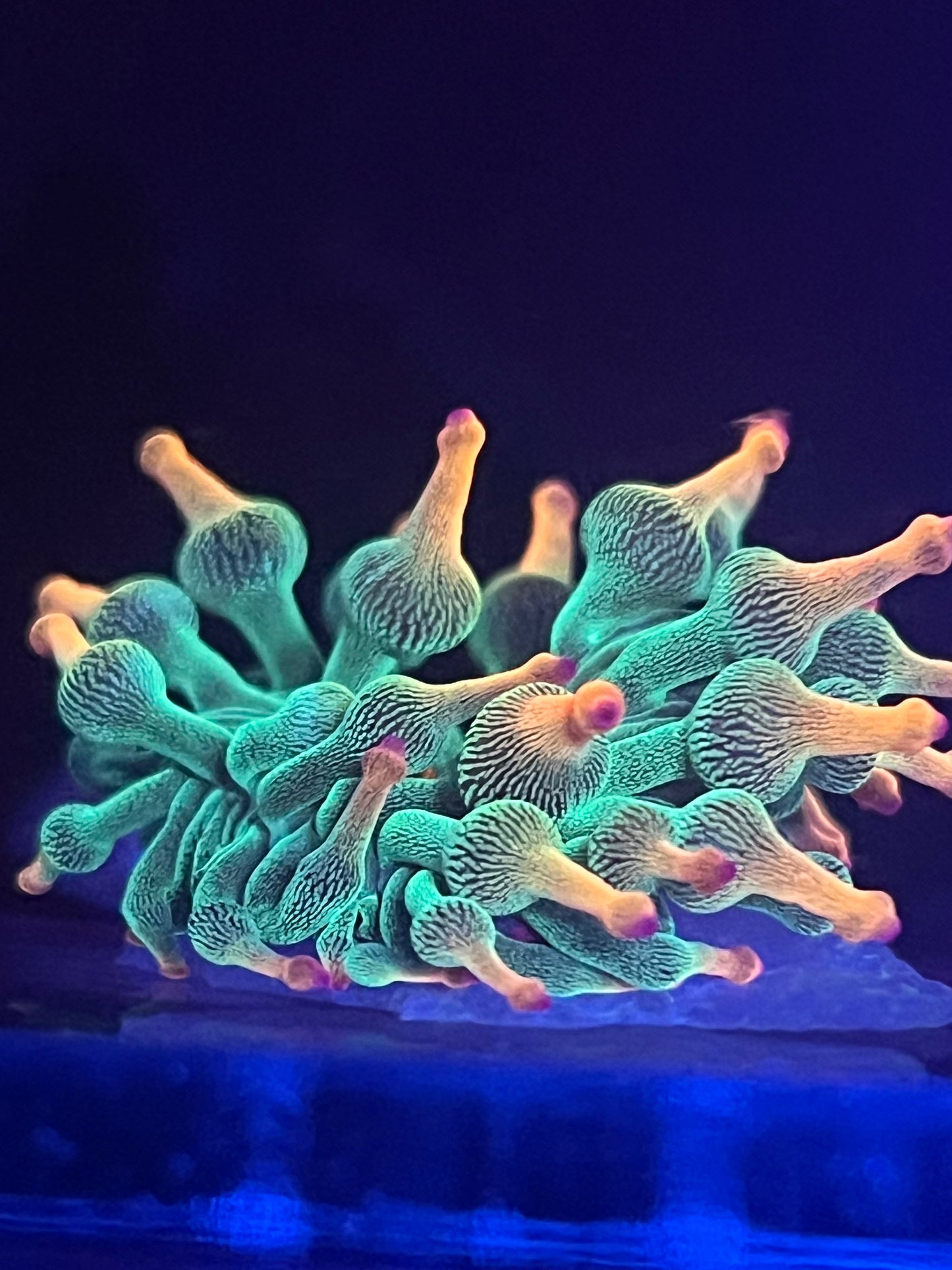 Holy Grail Anemone 4 inch
