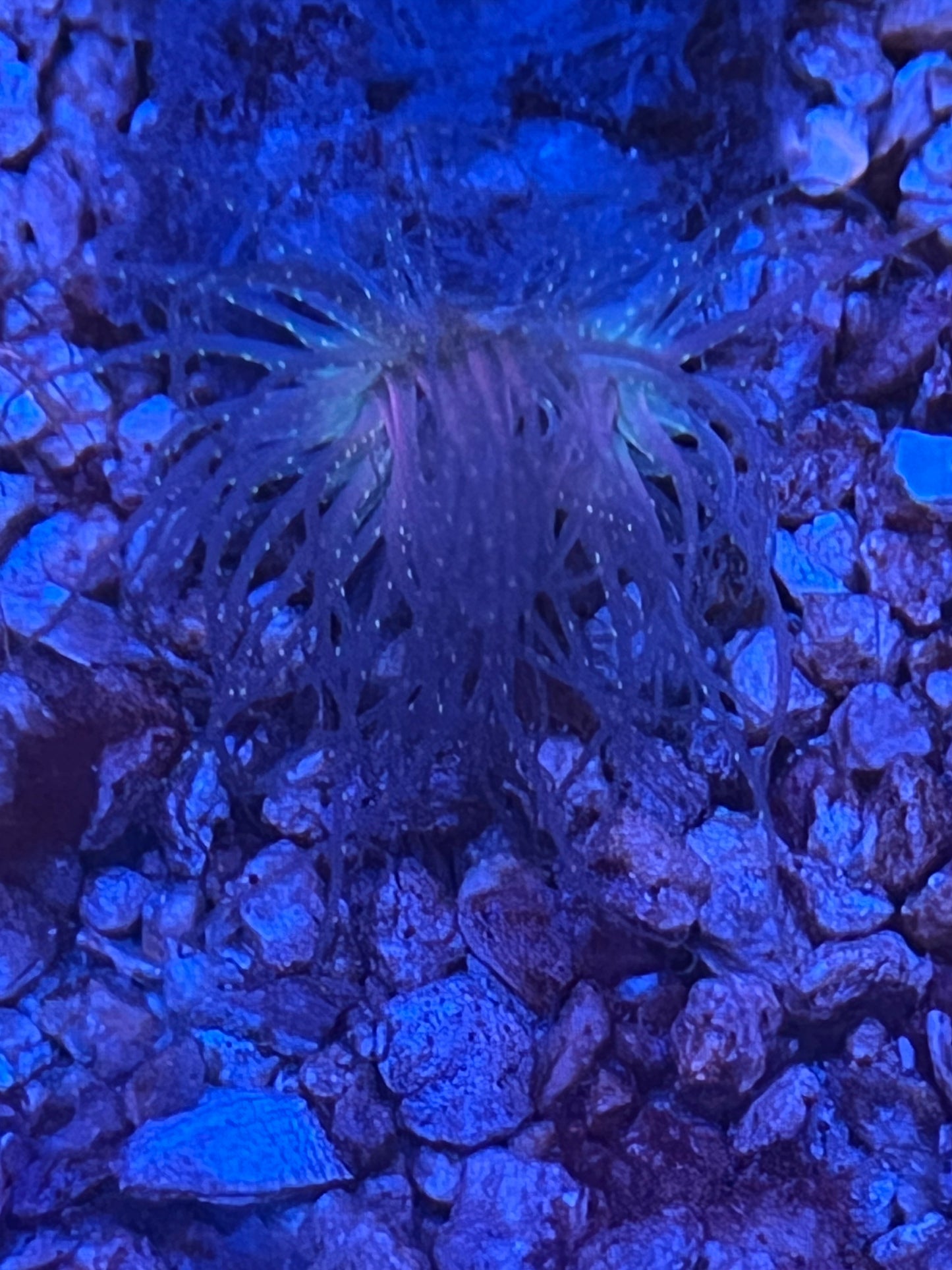 Rainbow Tube Anemone