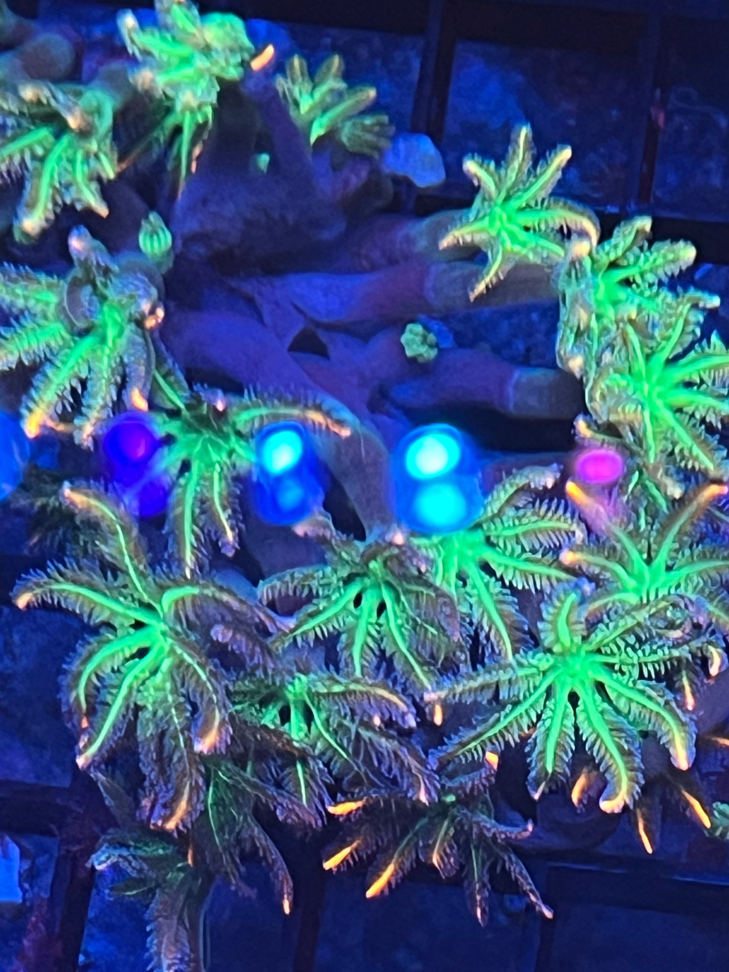 Firecracker Clove 4-5 polyps