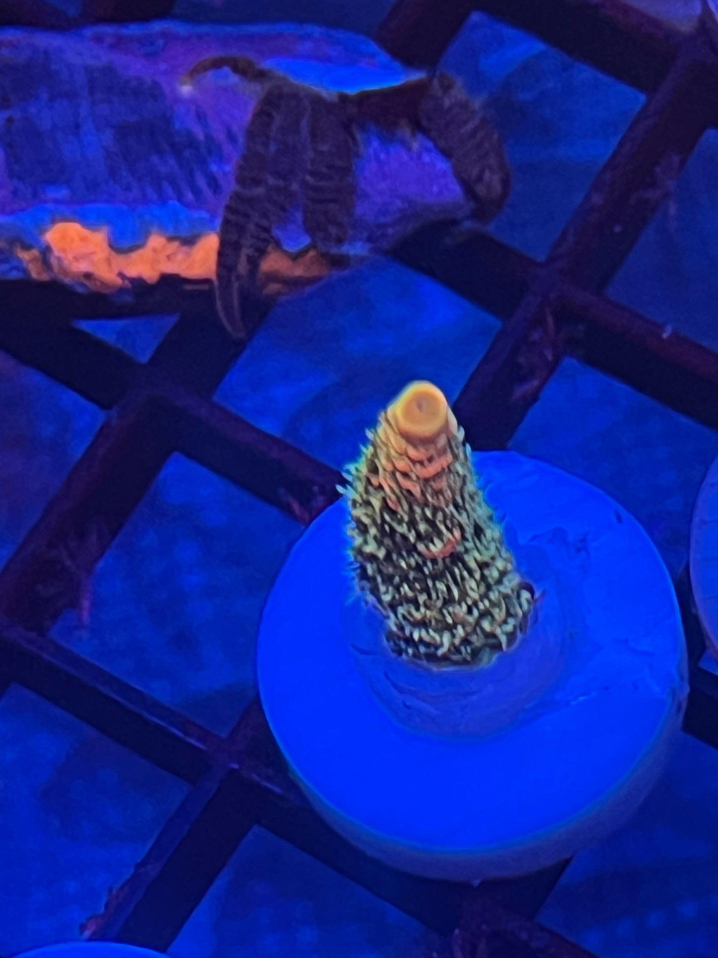 ASD Rainbow Millepora