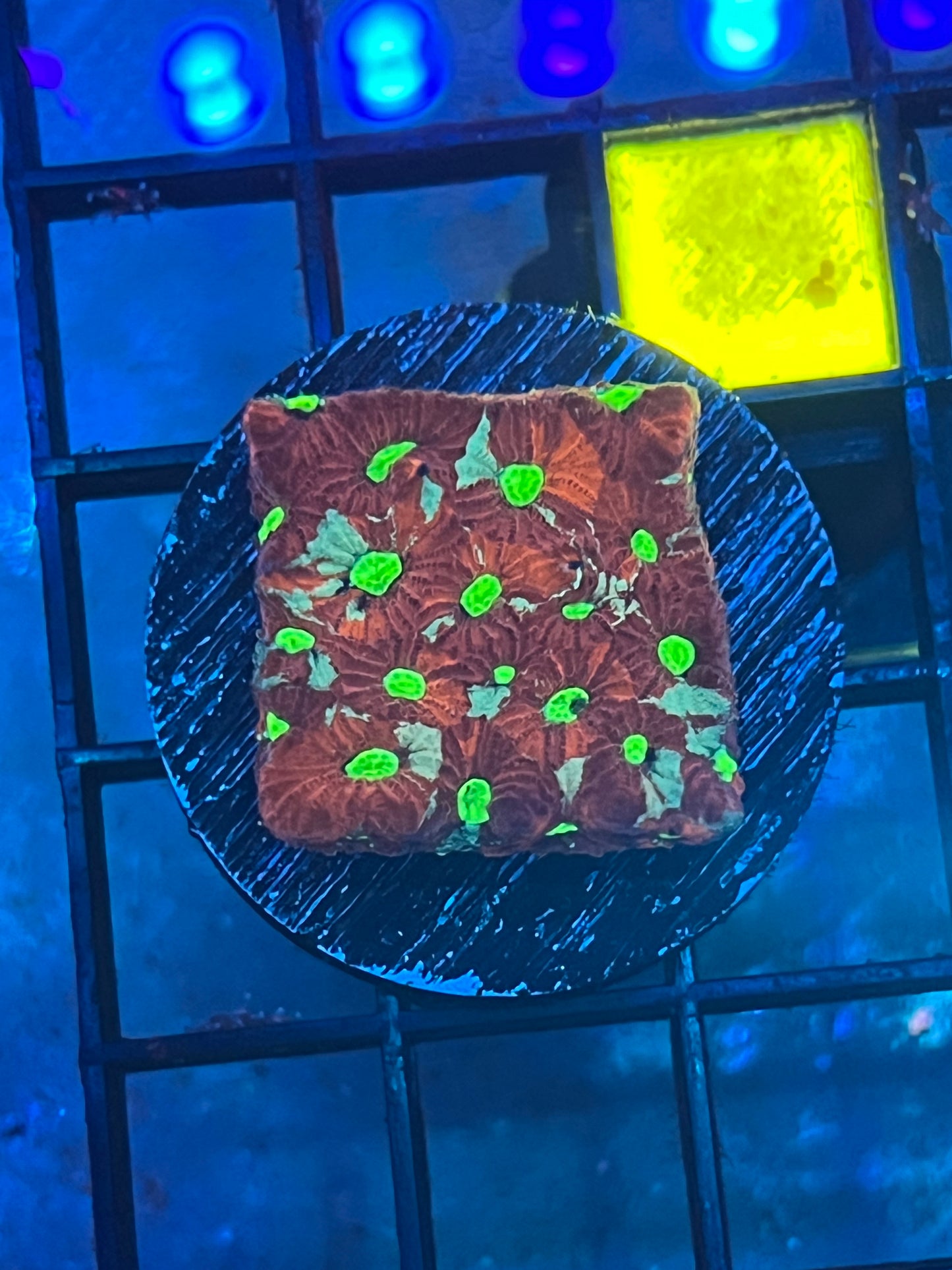 War Coral Favia
