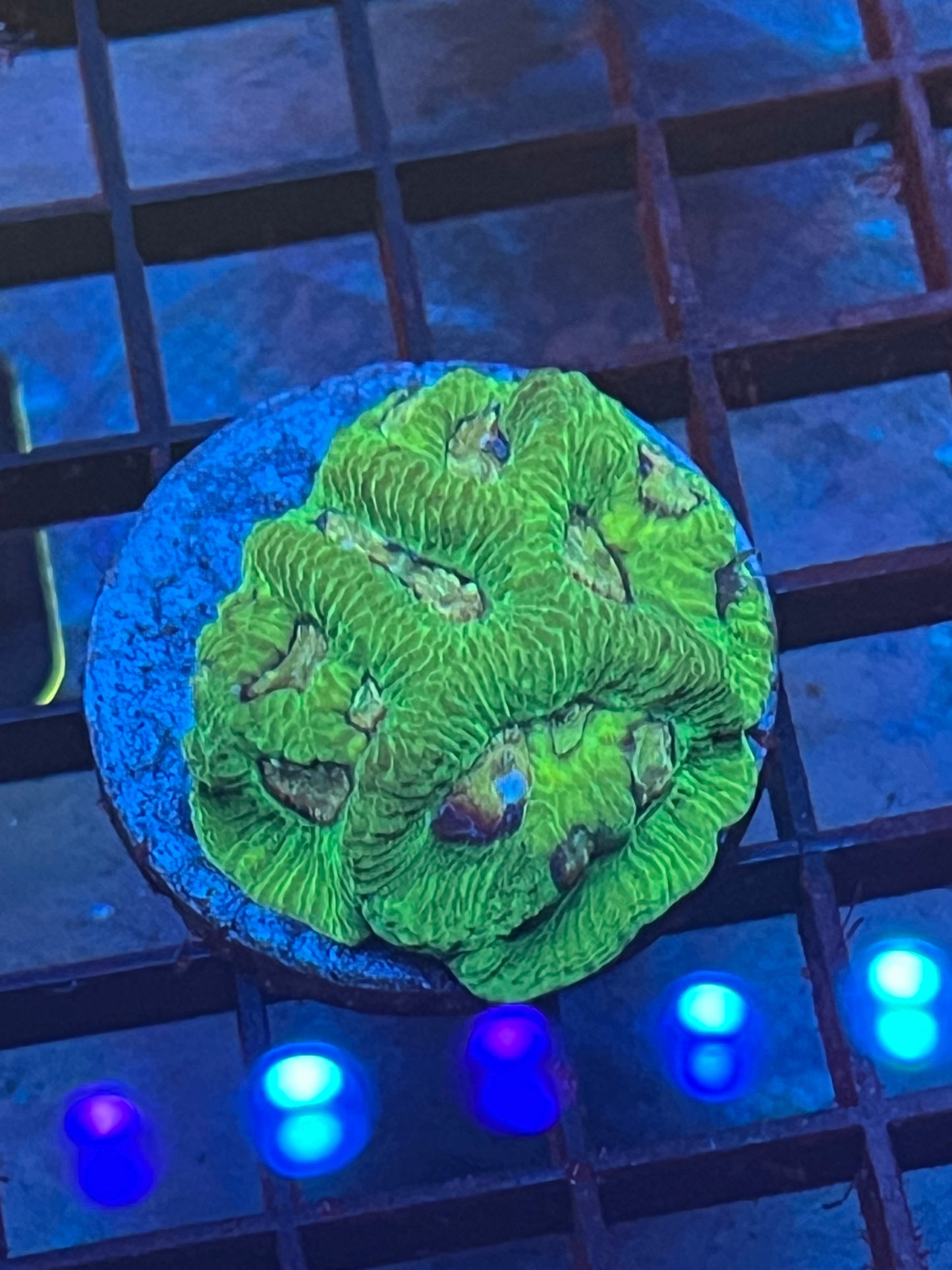 Cotton Candy Favia