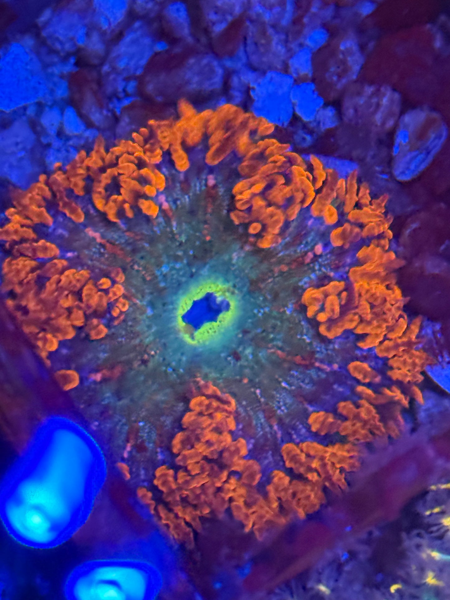 Rock Flower Anemone Red and Green