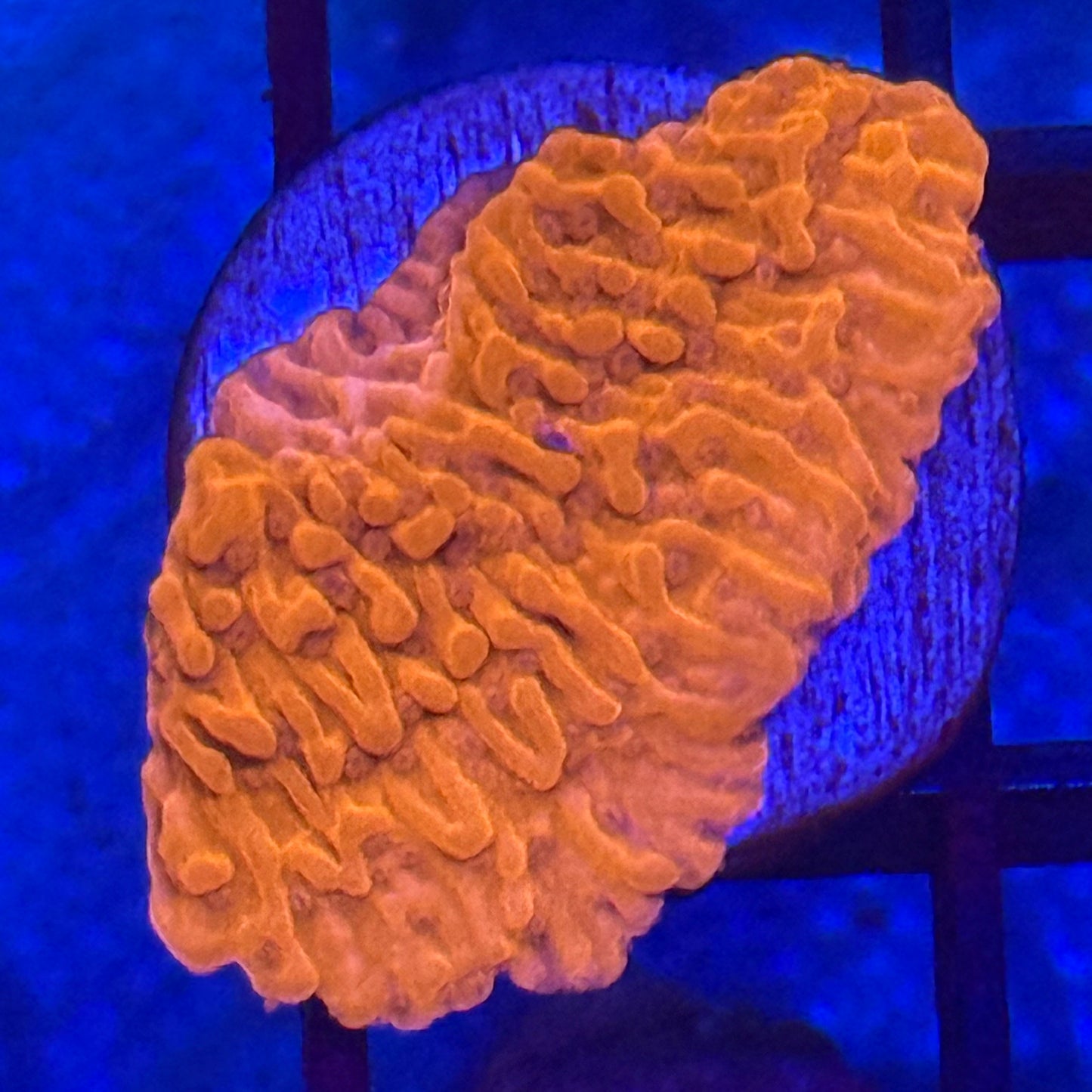 Red Montipora Plating Cap