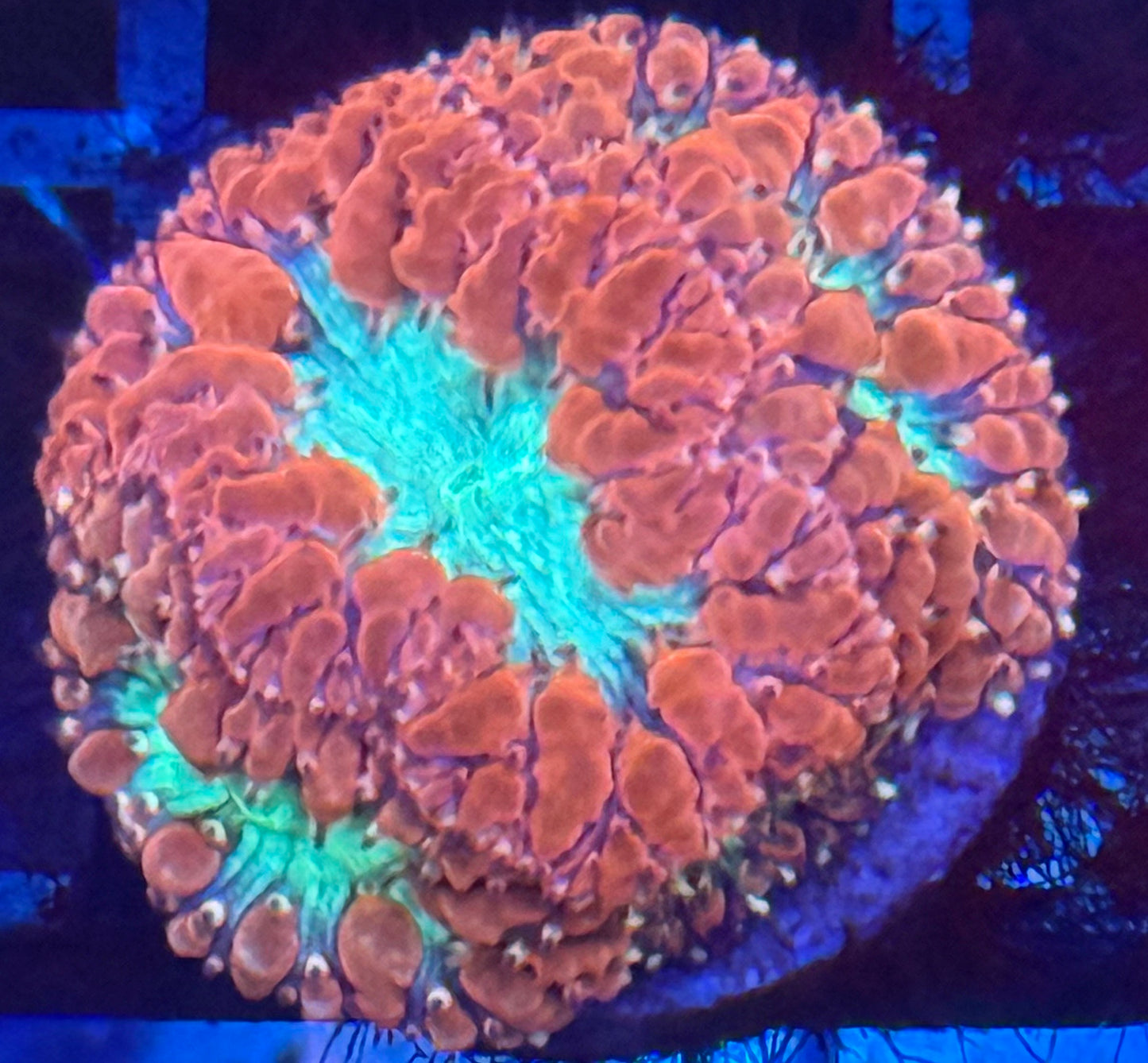 Blastomussa Wellsi