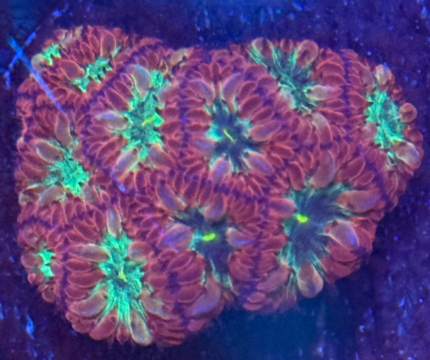 Blastomussa Merletti