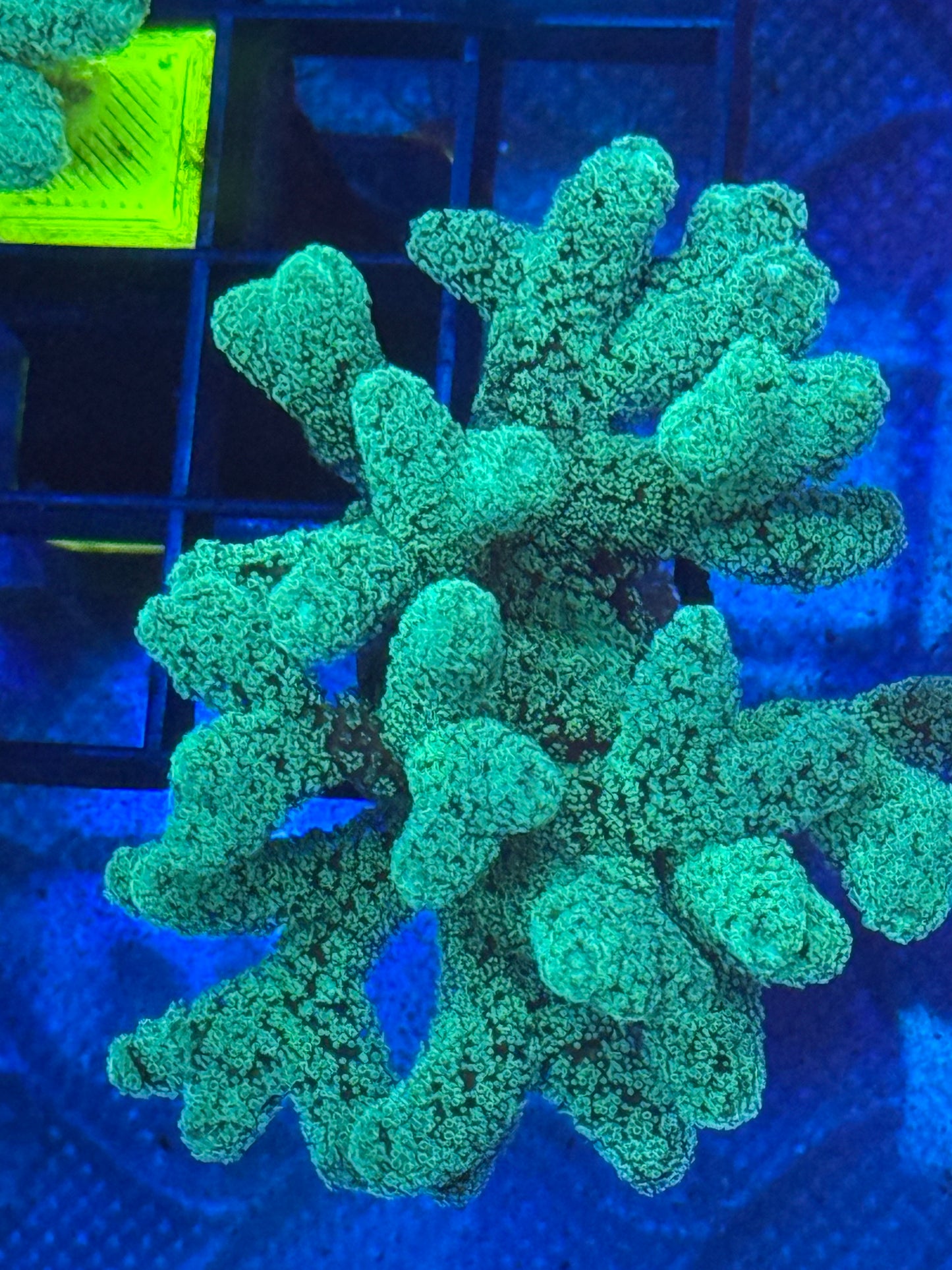 Rainbow Stylophora